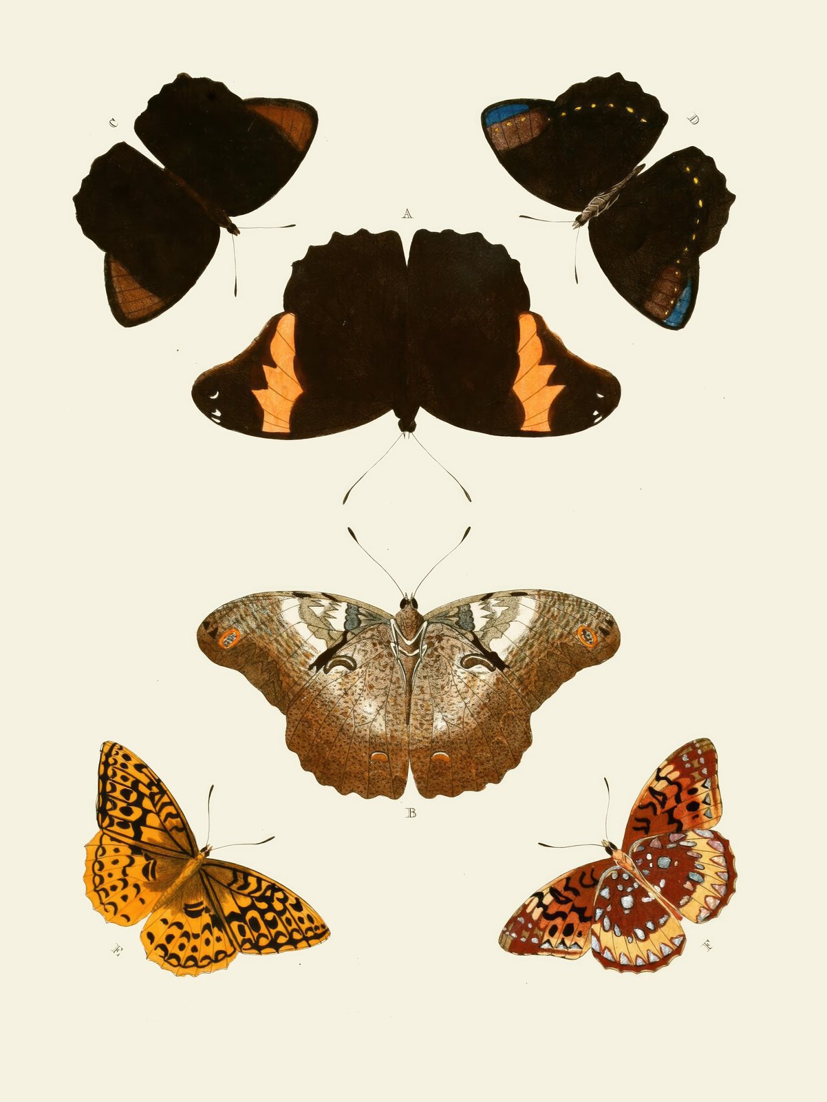 Vintage Butterfly Collection Wall Art