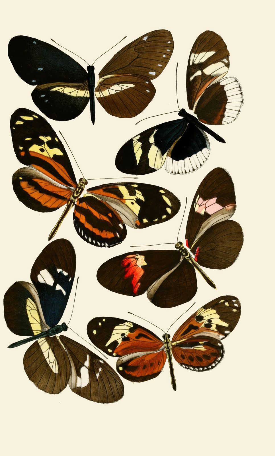 Vintage Butterfly Collection Wall Art