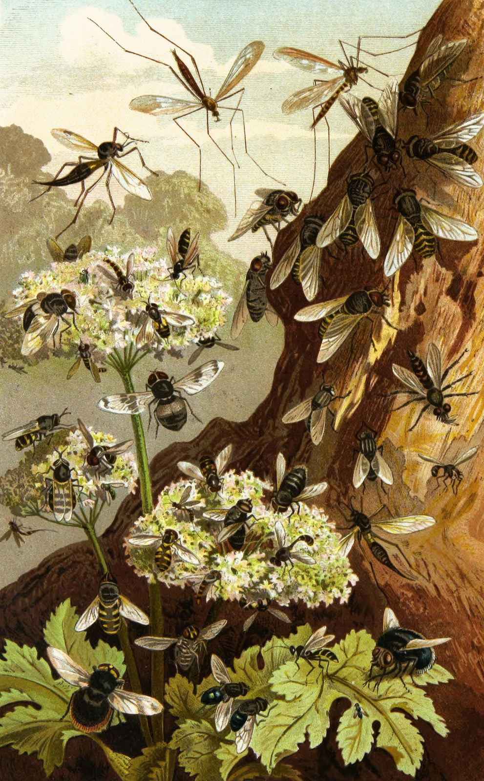 Vintage Insect Entomology Fly Bee Wall Art Wall Art