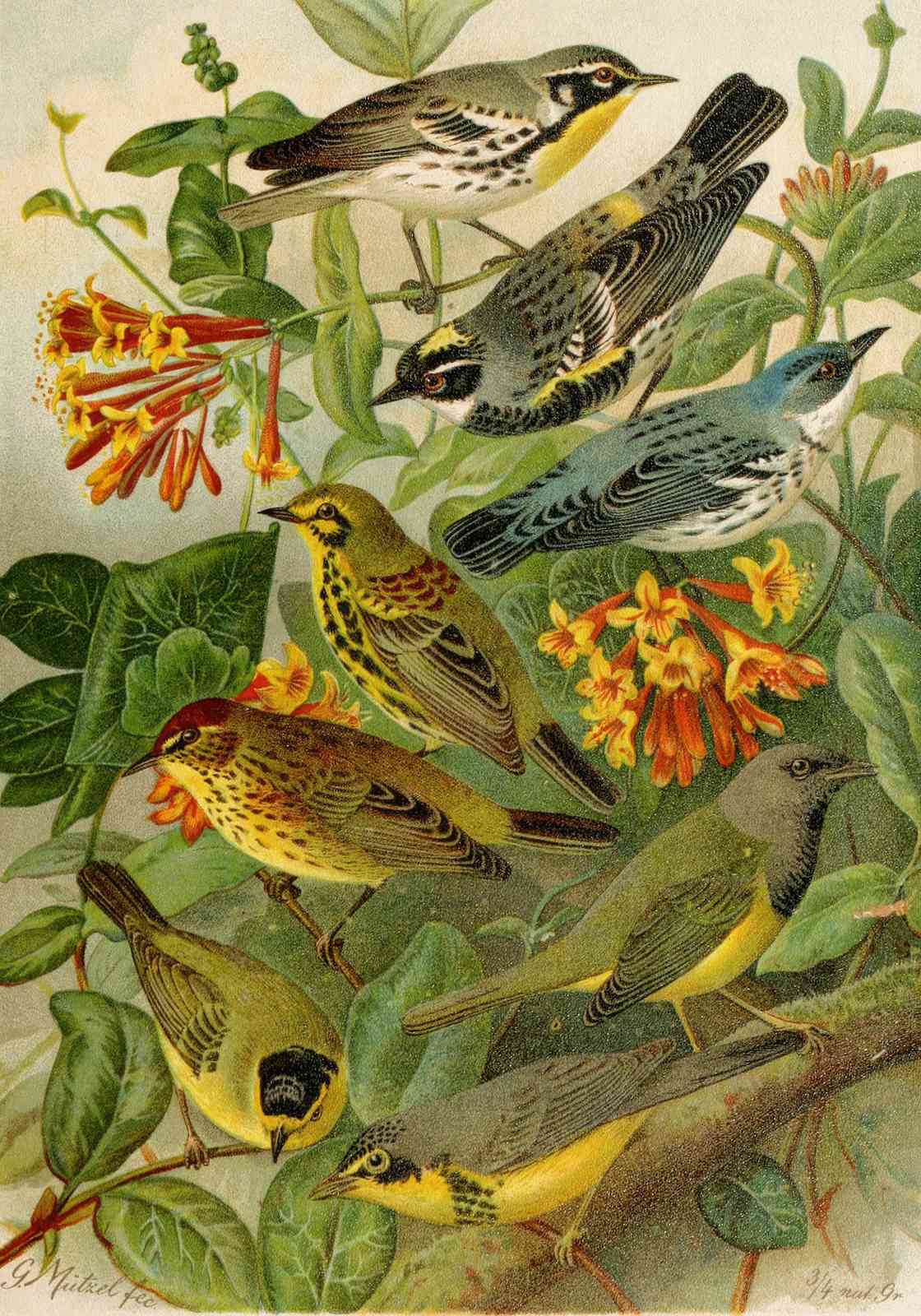 Vintage Bird Nature Scene Wall Art
