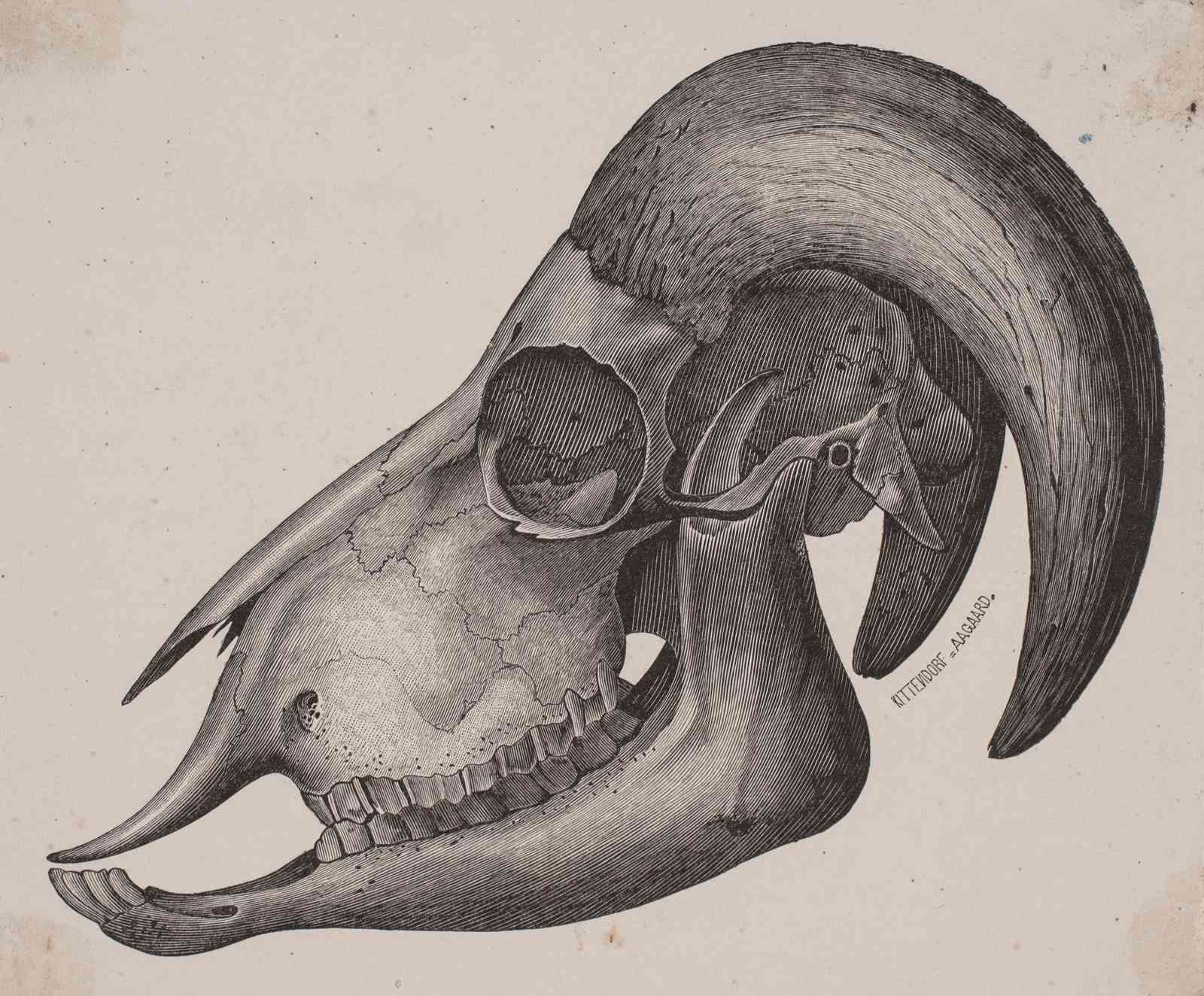 Vintage Ram Skull Detailed Engraving Wall Art