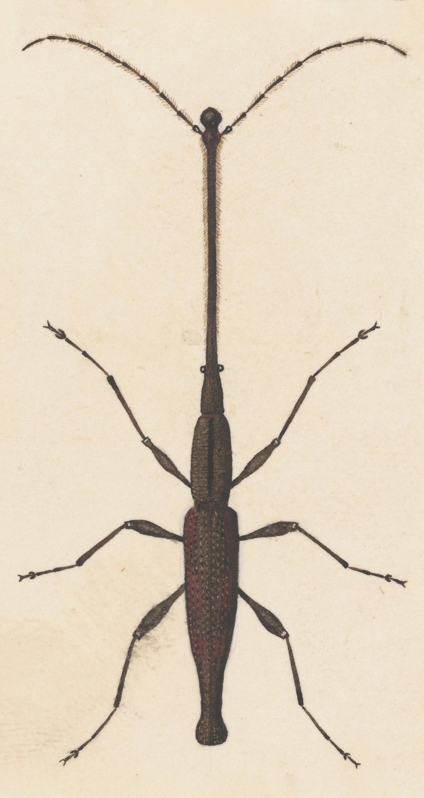 Vintage Insect Art: Curious Weevil Wall Art