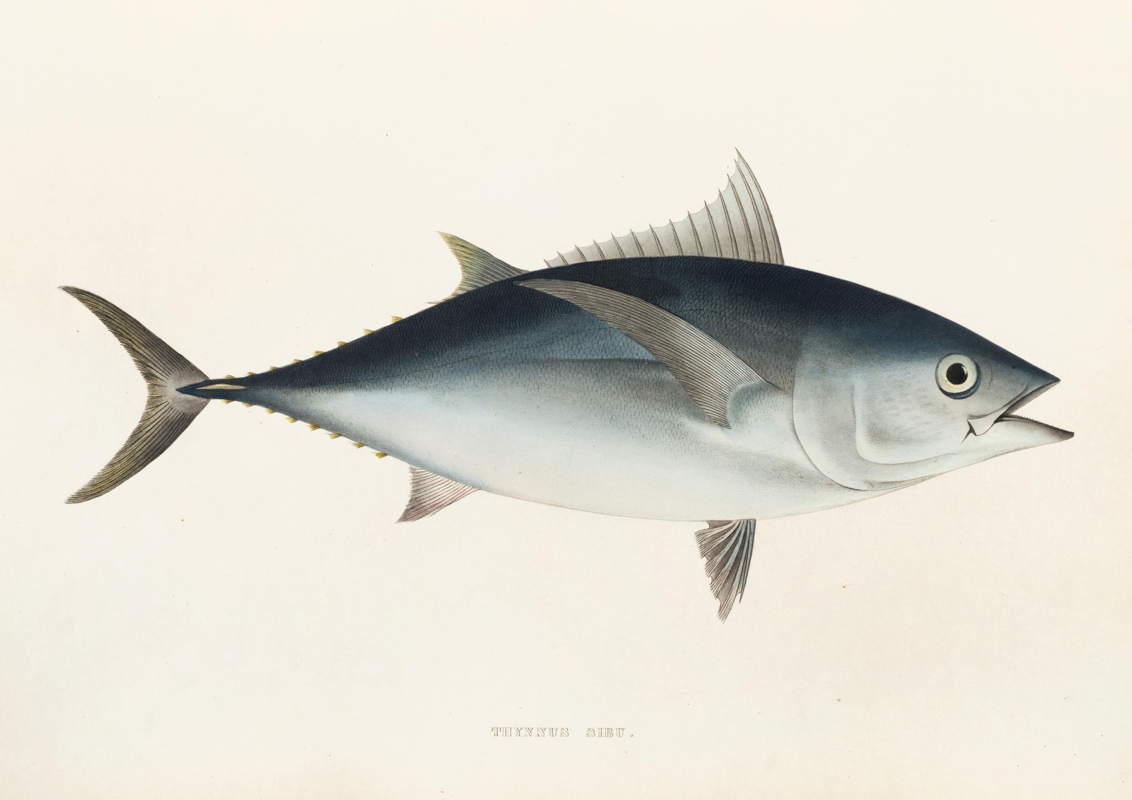 Vintage Tuna Fish Illustration Wall Art