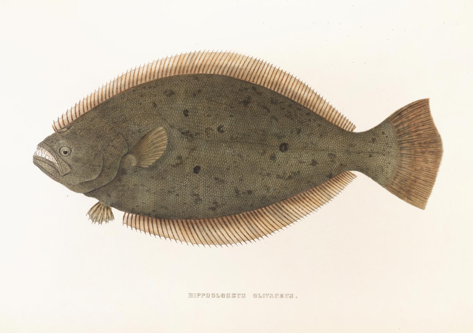 Vintage Halibut 'Hippoglossus Olivaceus' Wall Art