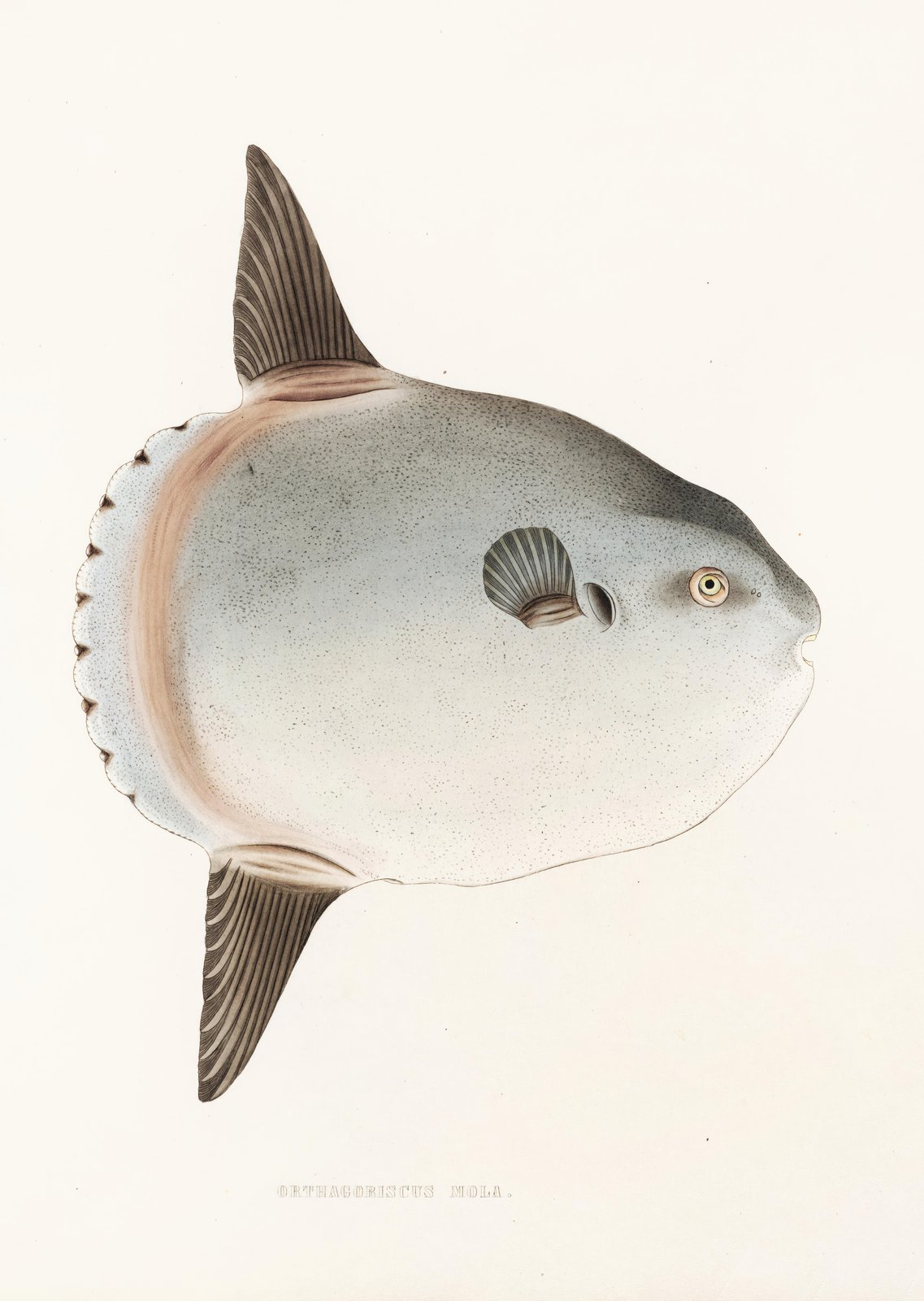 Ocean Sunfish Mola Vintage Art Wall Art
