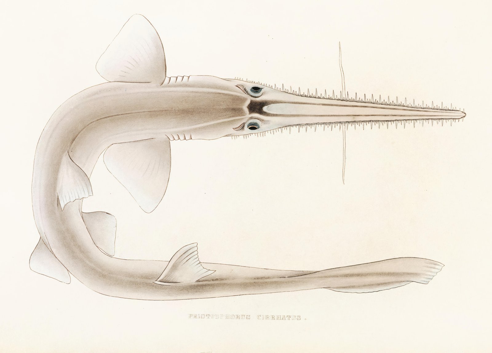 Vintage Sawfish Marine Life Wall Art