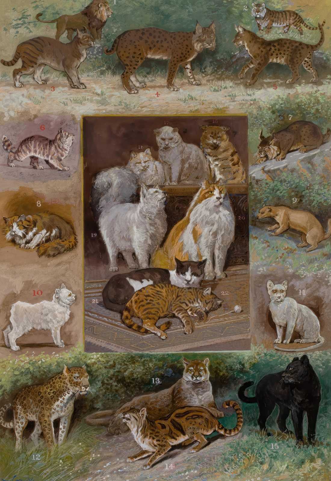 Feline Kingdom Collection Wall Art