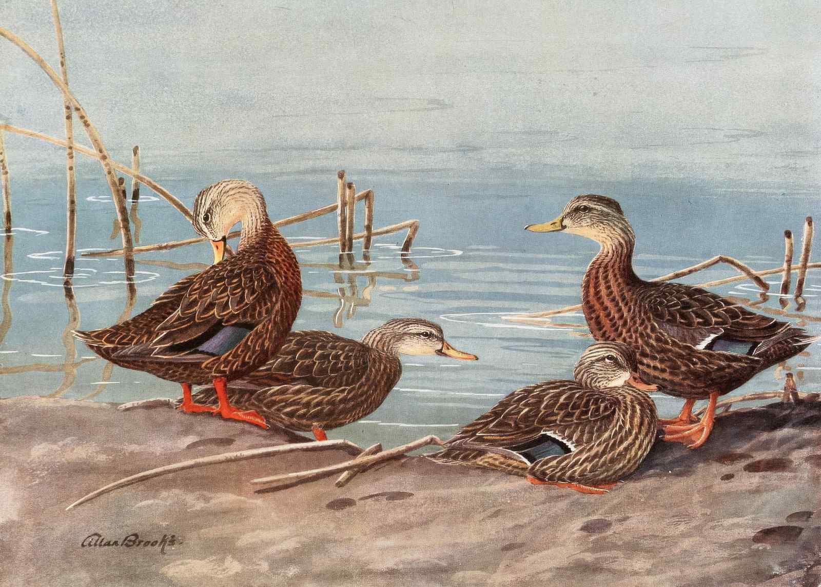 Rustic Ducks by Allan Brooks Wall Art