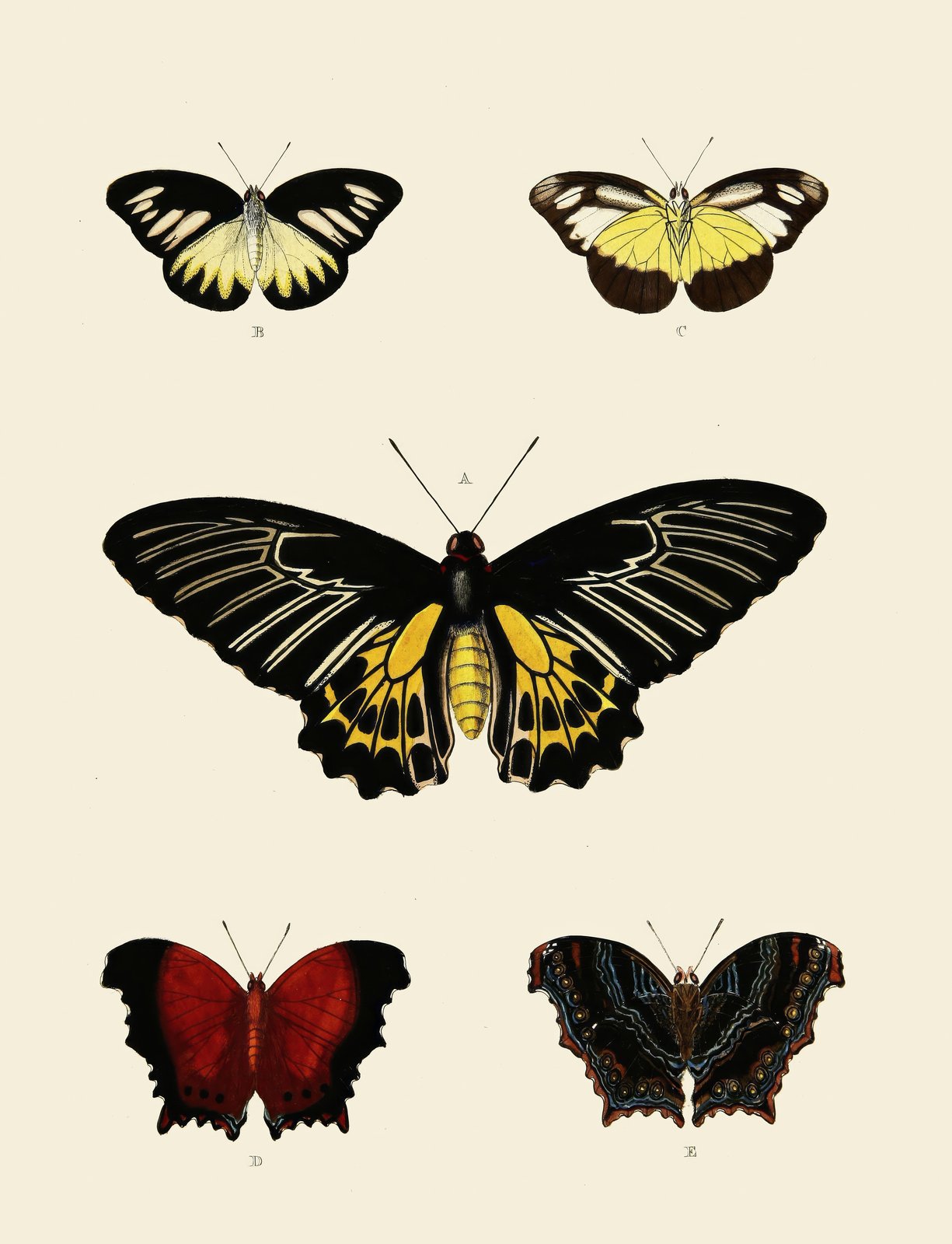 Vintage Butterfly Collection Wall Art