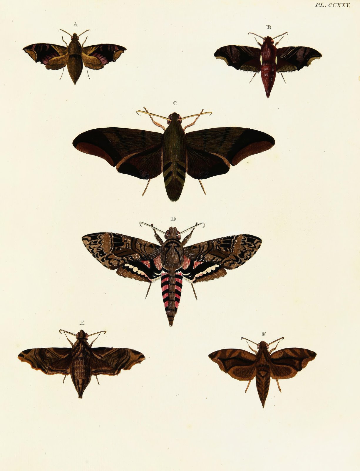 Vintage Moth Illustrations - Botanical Wall Art