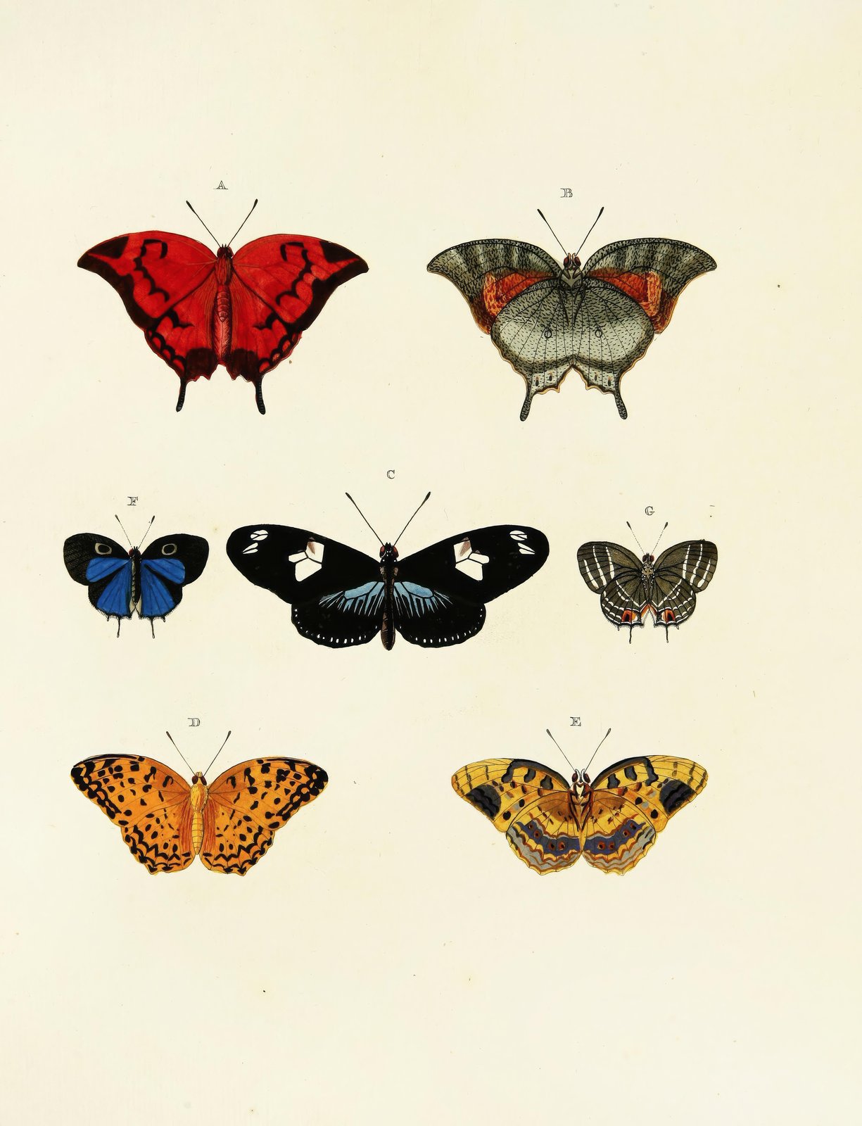 Vintage Butterfly Collection Wall Art
