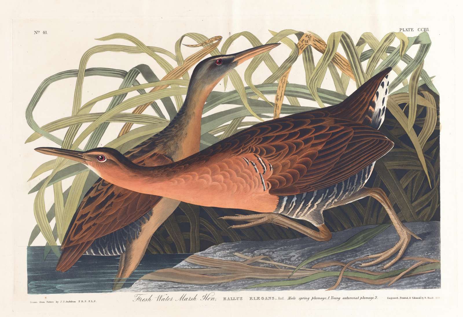 Freshwater Marsh Hen Wall Art - Audubon Bird Art