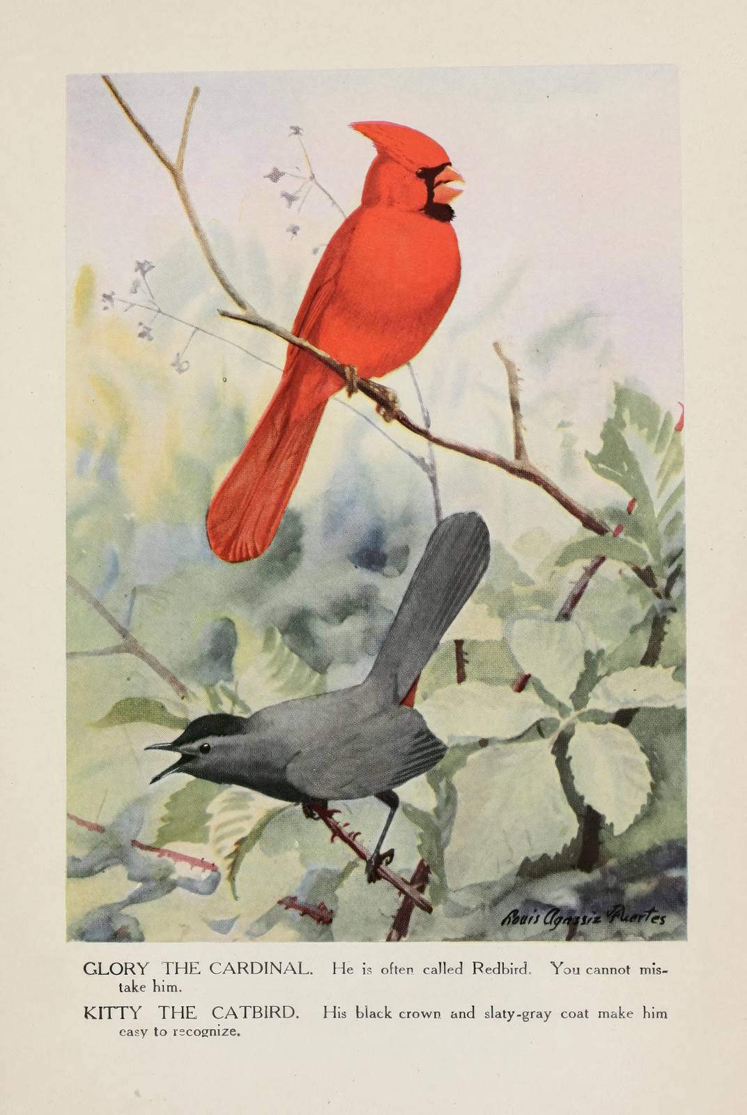 Vibrant Cardinal & Catbird Bird Art Wall Art