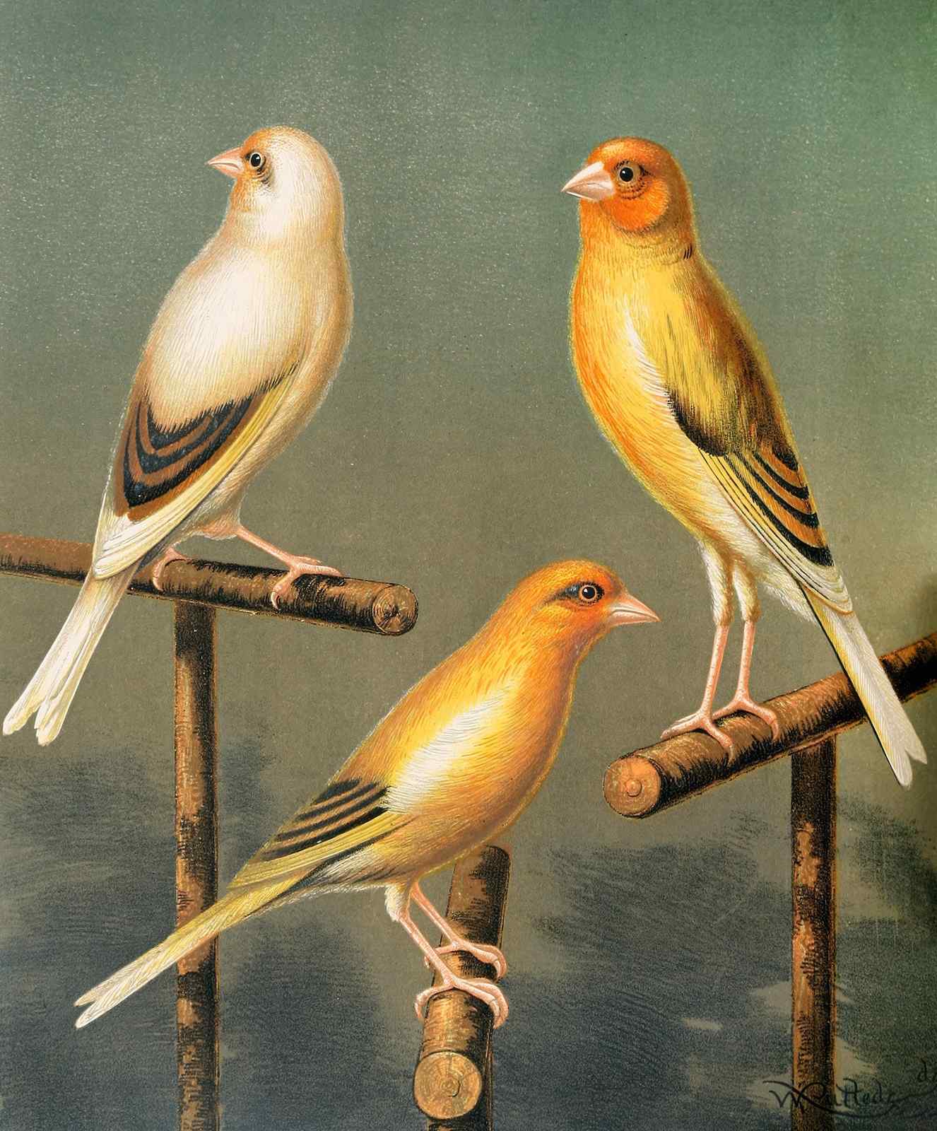 Vintage Canary Trio Bird Art Wall Art