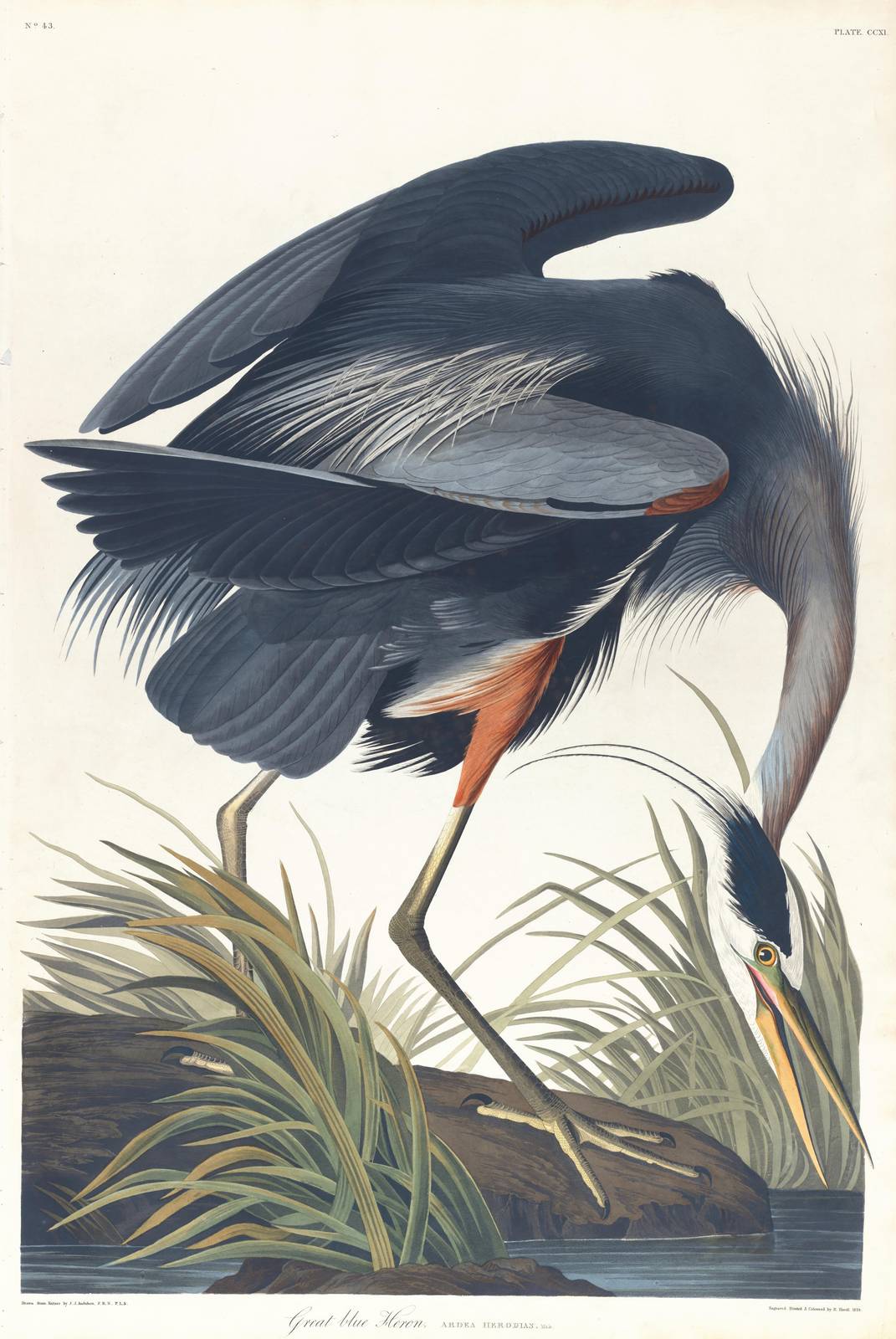 Great Blue Heron Vintage Wildlife Wall Art