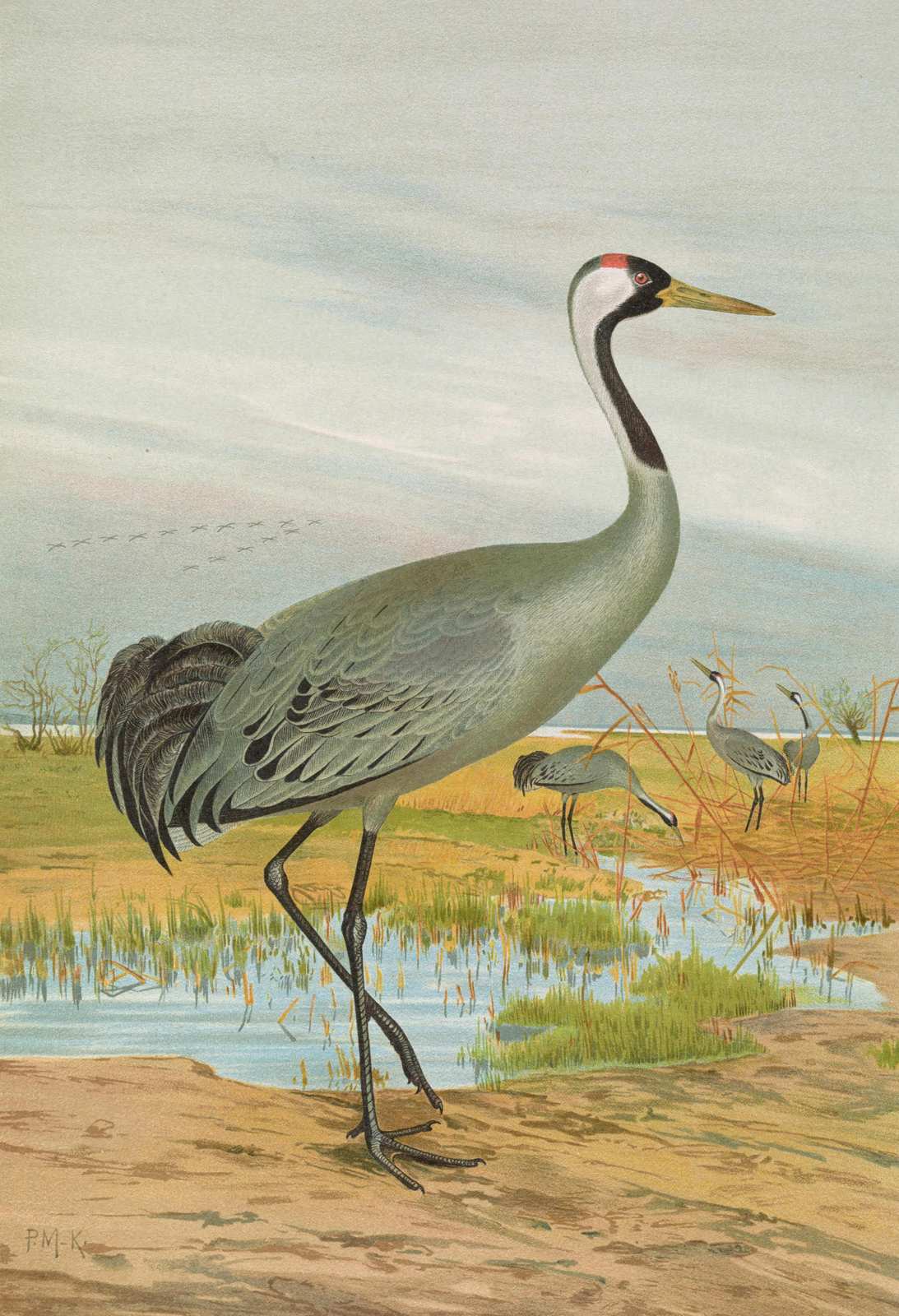 Elegant Crane in Marshland Wall Art - Wildlife Art