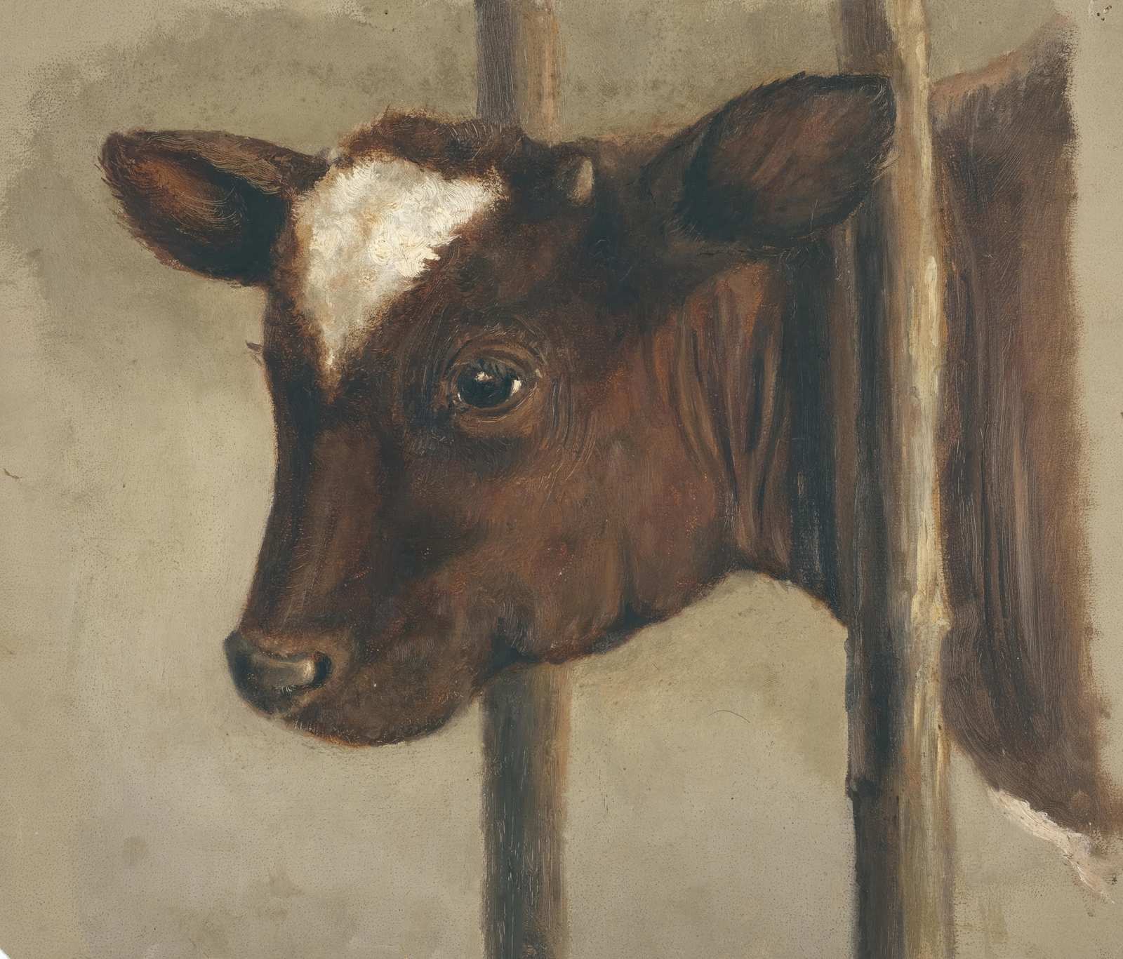 Gentle Calf Portrait Farm Animal Wall Art
