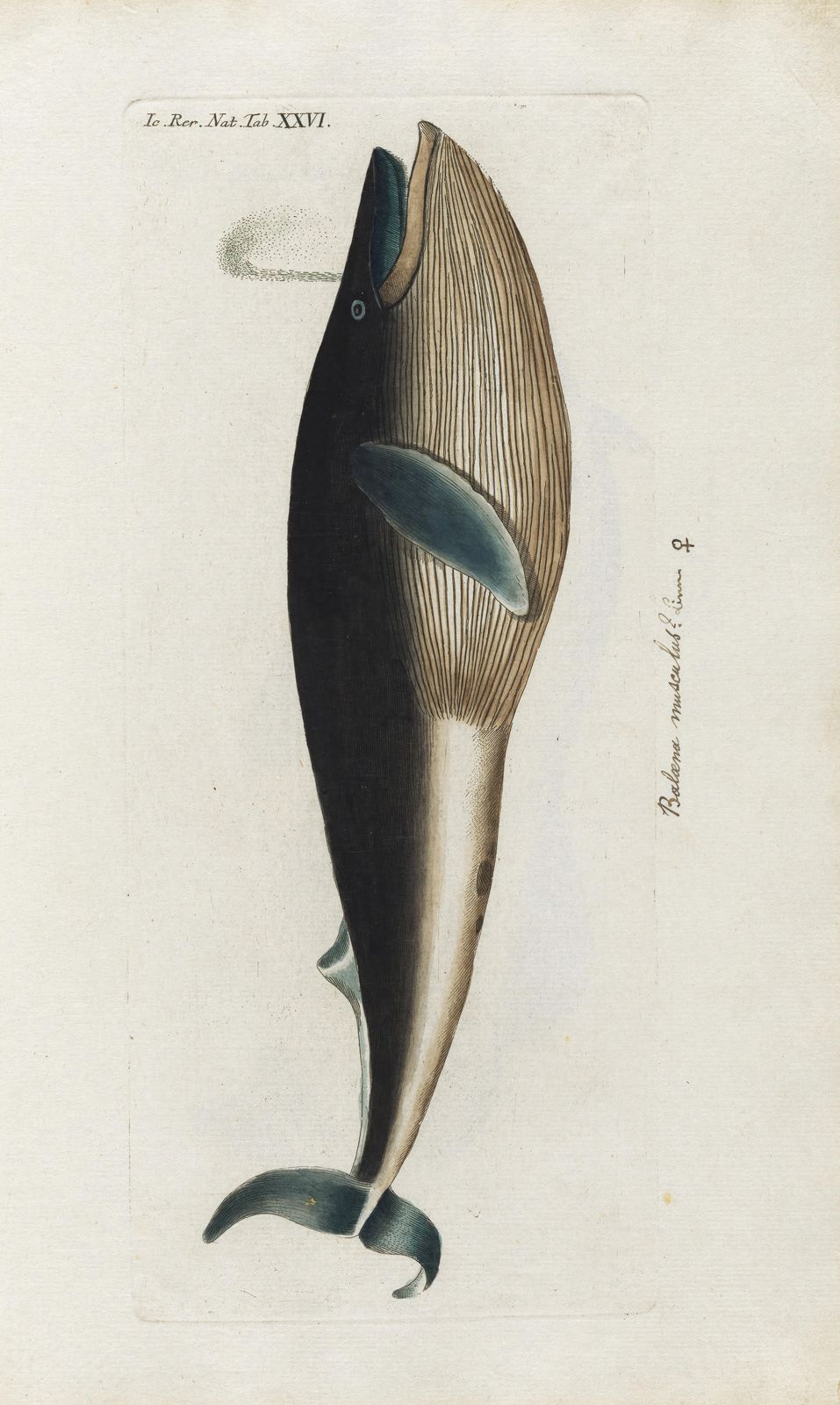 Vintage Whale Illustration Wall Art