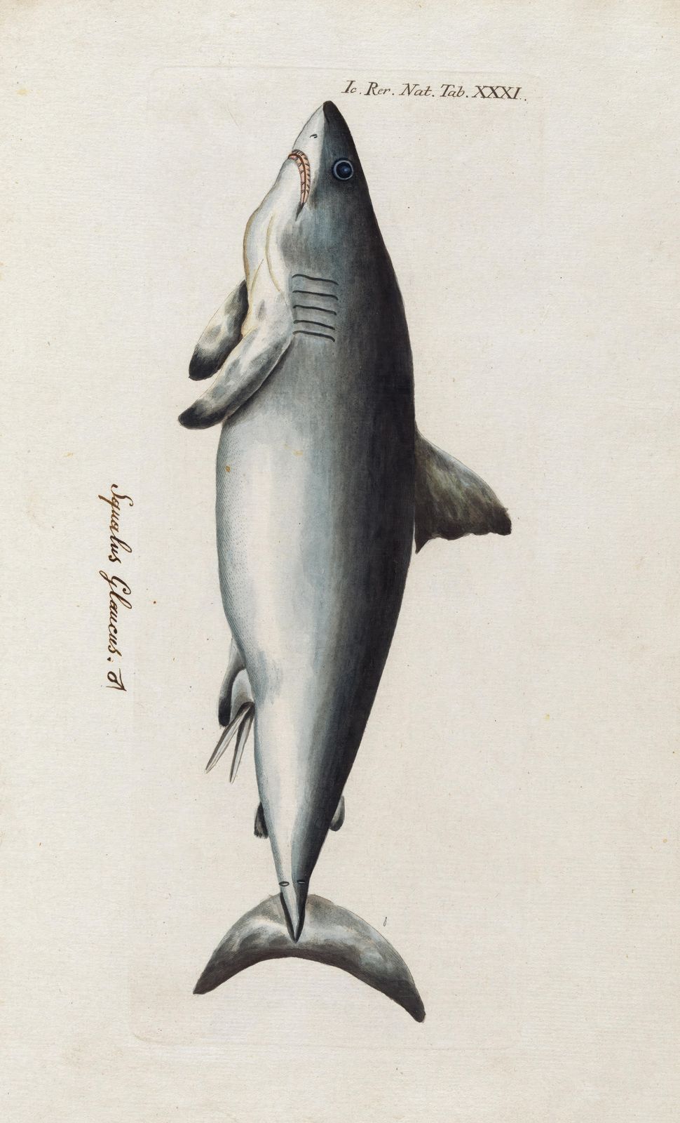 Vintage Shark Illustration Wall Art