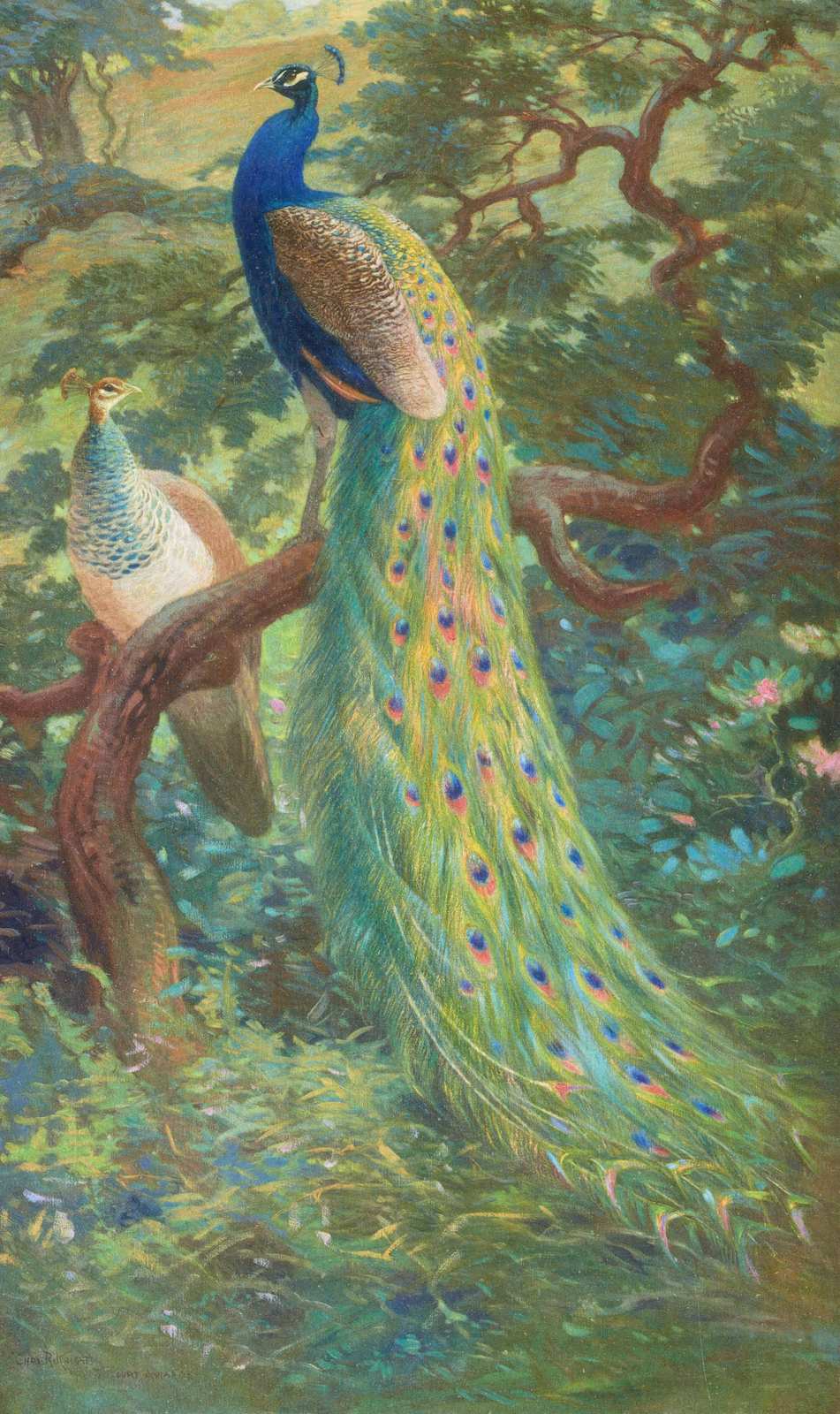 Majestic Peacocks Nature Scene Wall Art