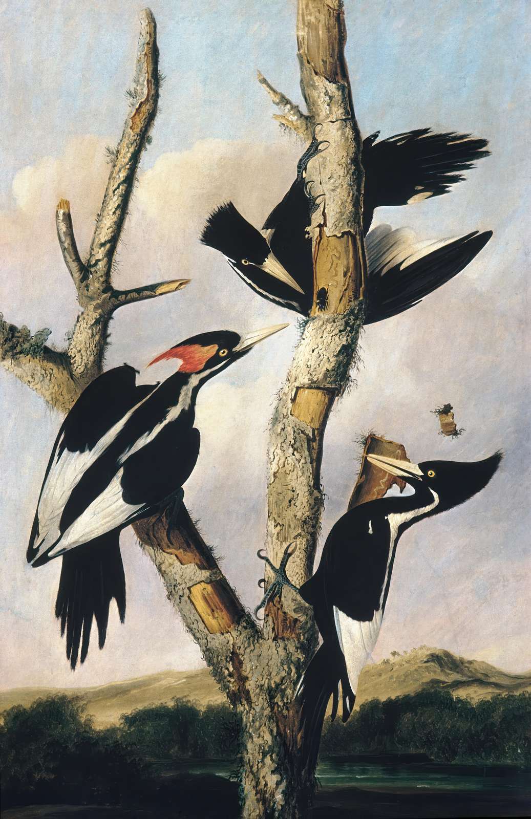 Audubon Woodpecker Art Wall Art