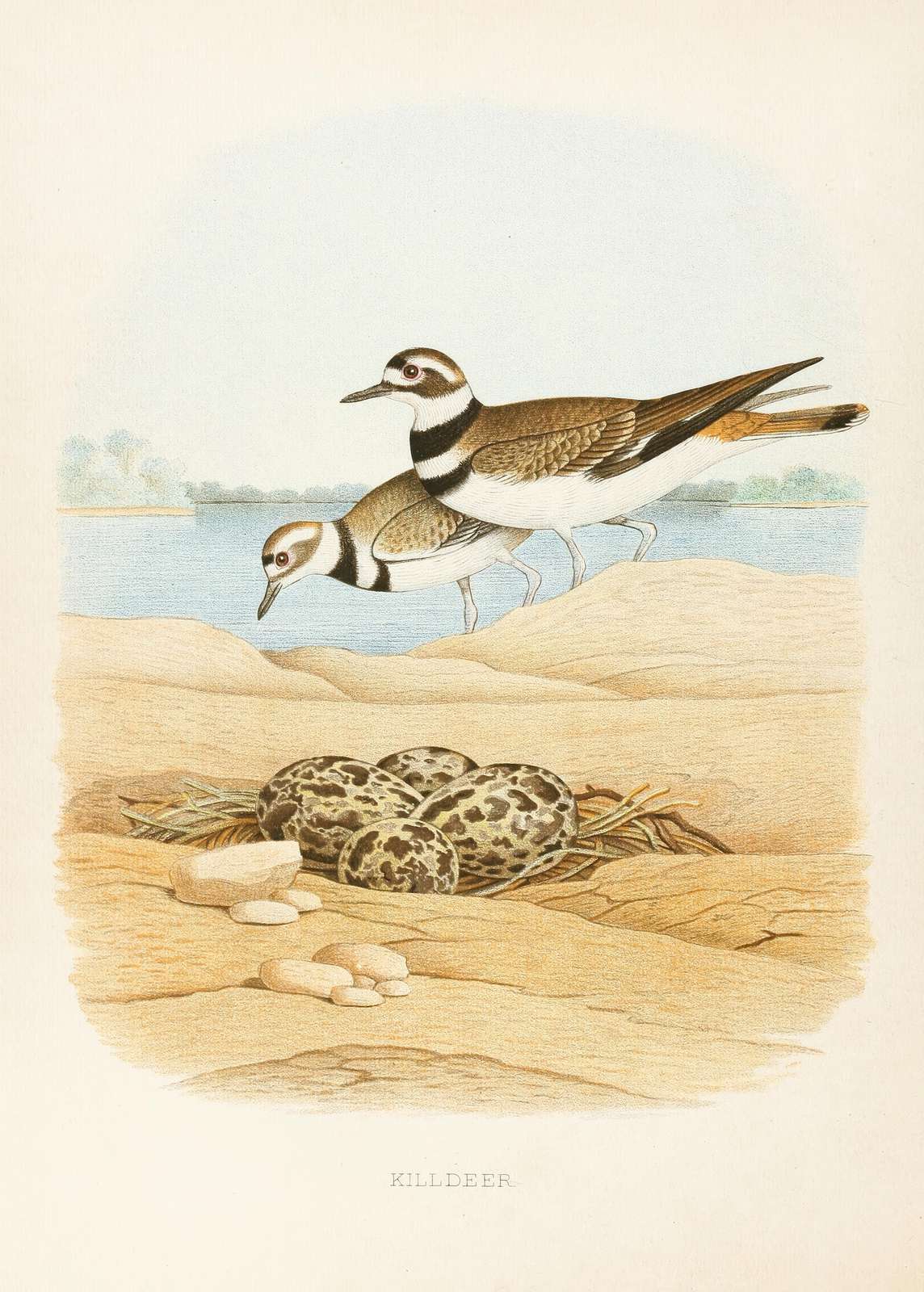 Killdeer Bird Nest Vintage Art Wall Art
