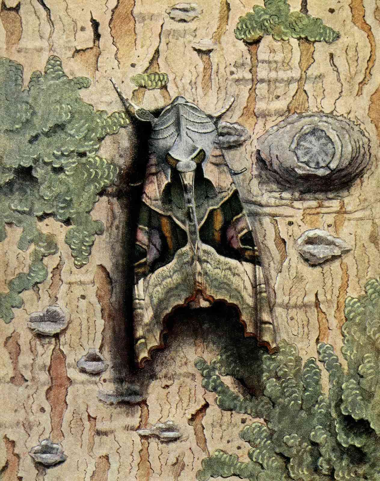 Exotic Moth Camouflage Nature Art Wall Art