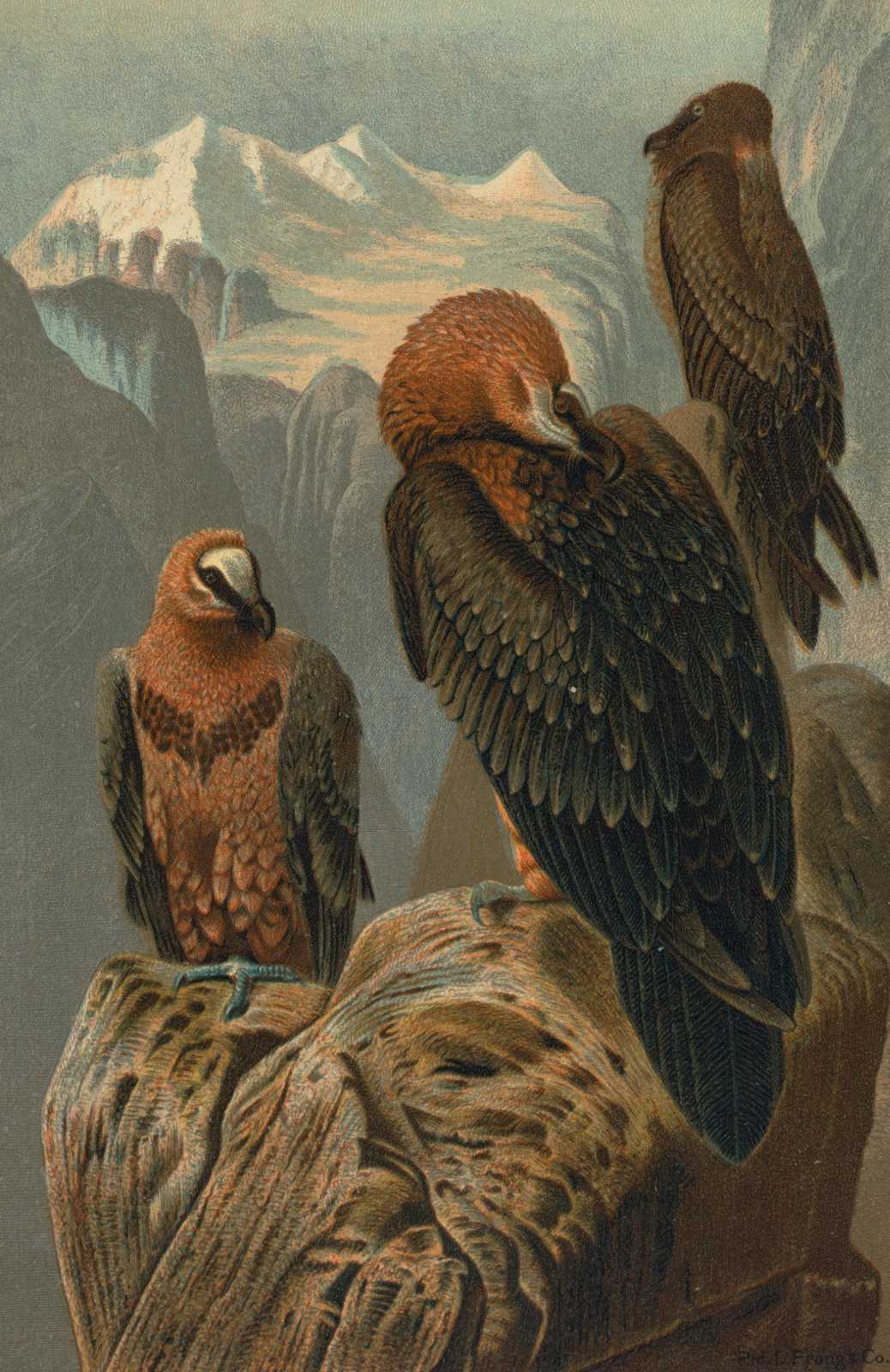 Majestic Vultures Mountain View Wall Art