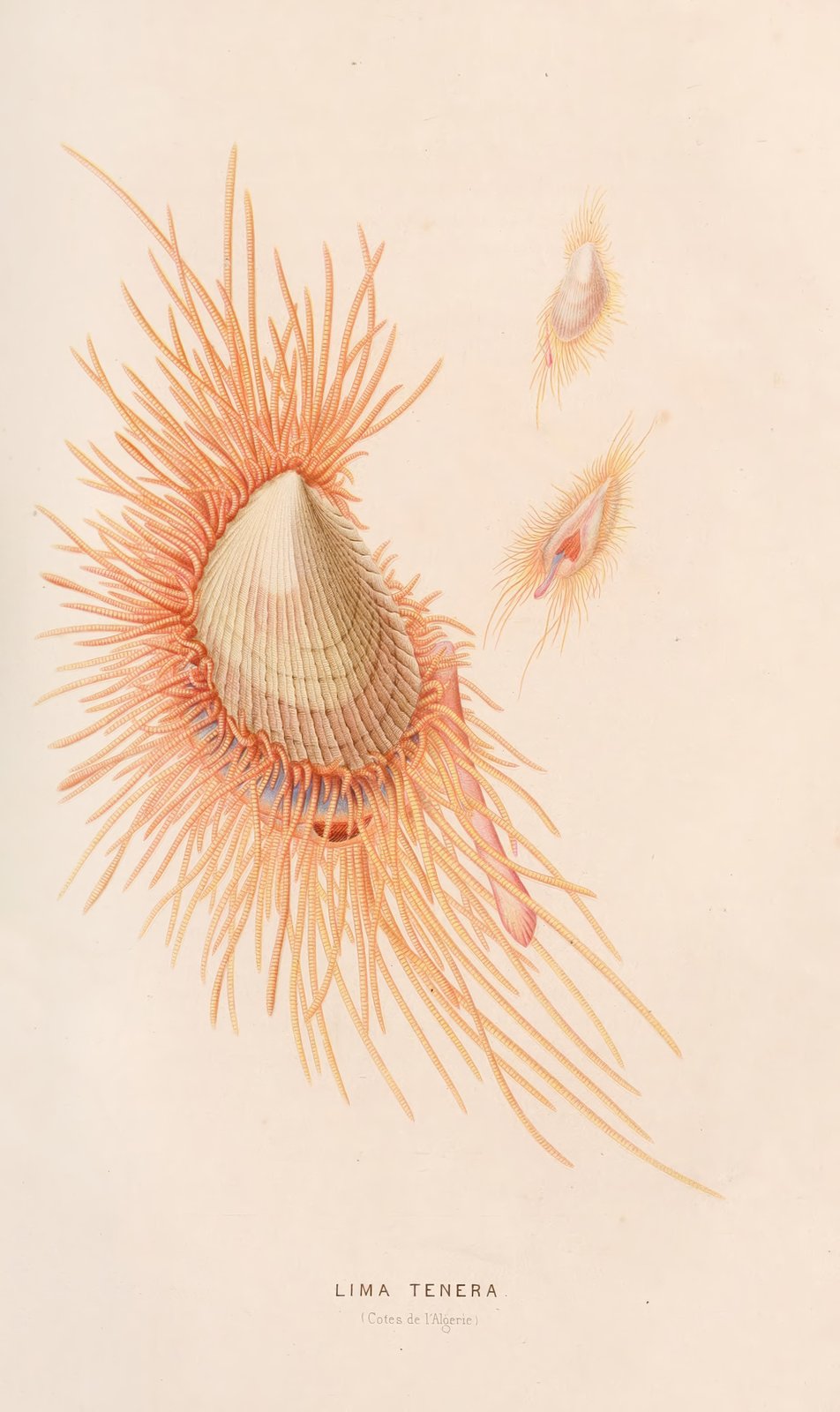 Exotic Lima Tenera Seashell Vintage Botanical Wall Art