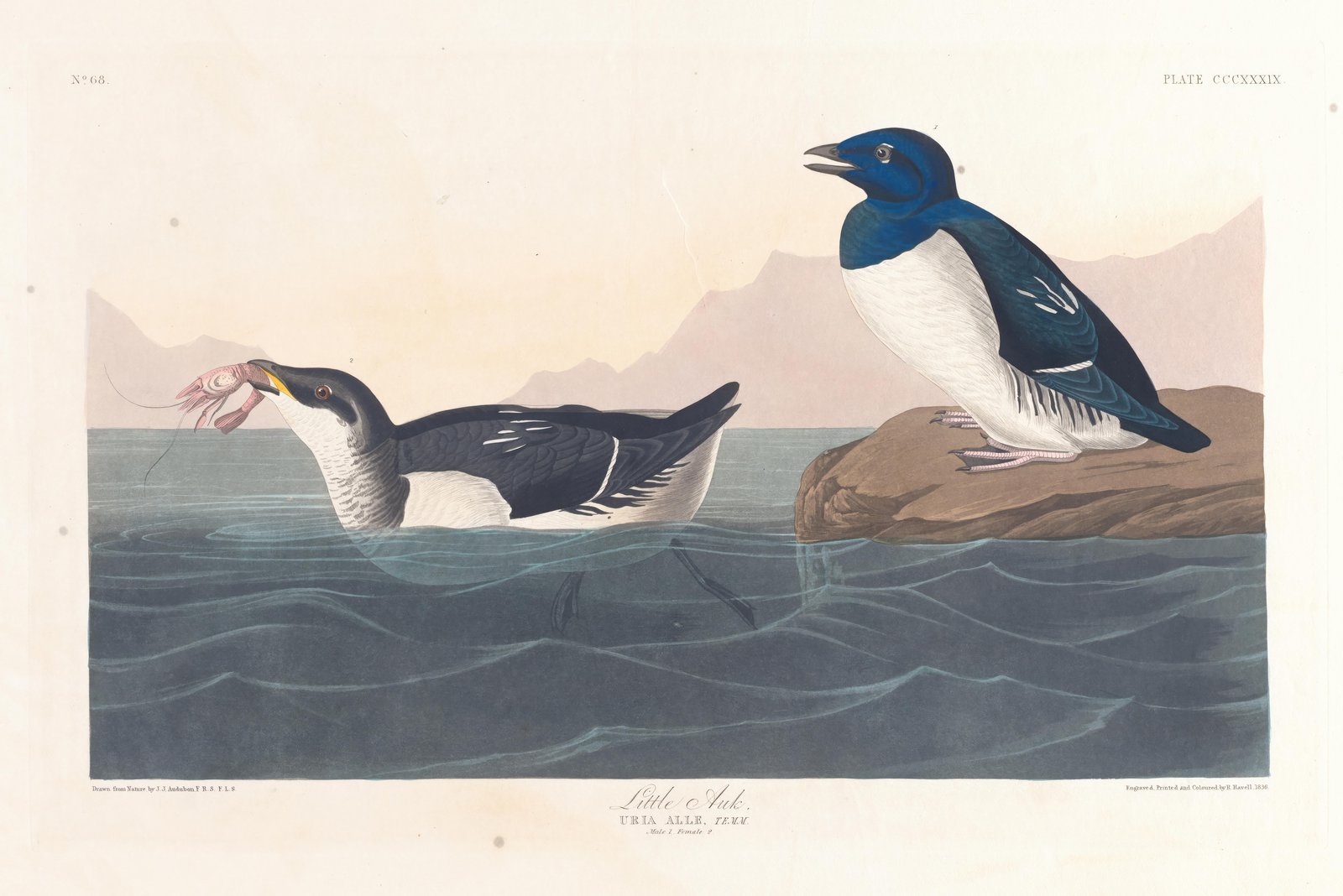 Little Auk Bird Vintage Illustration Wall Art