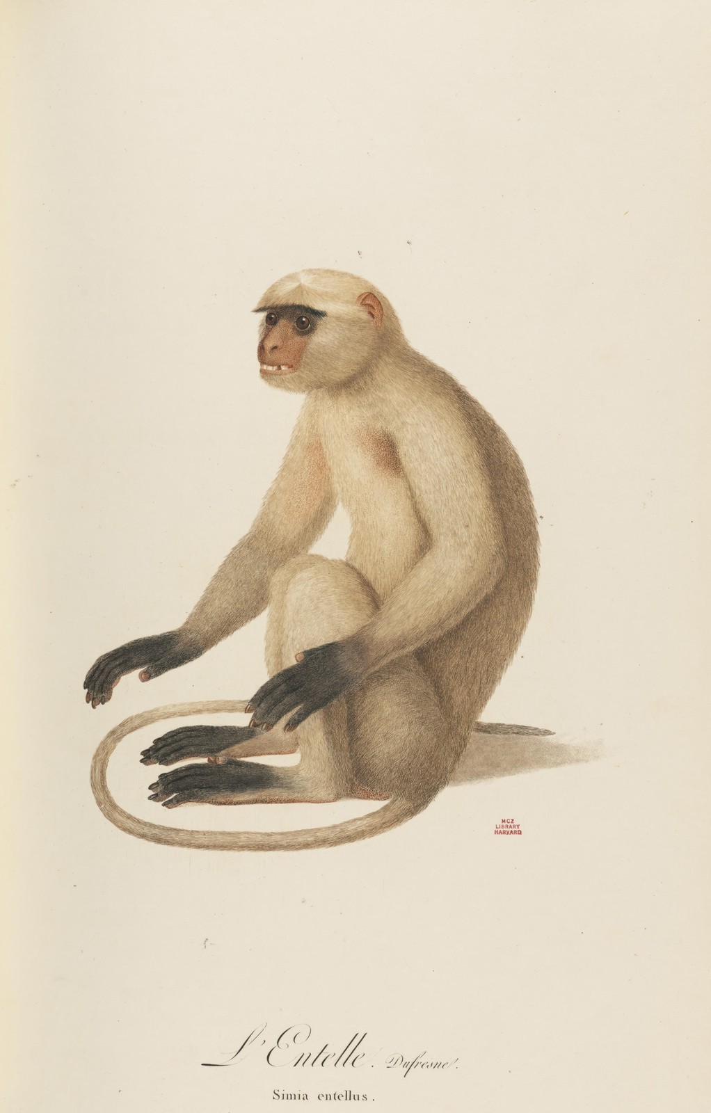 Vintage Entelle Monkey Art Wall Art