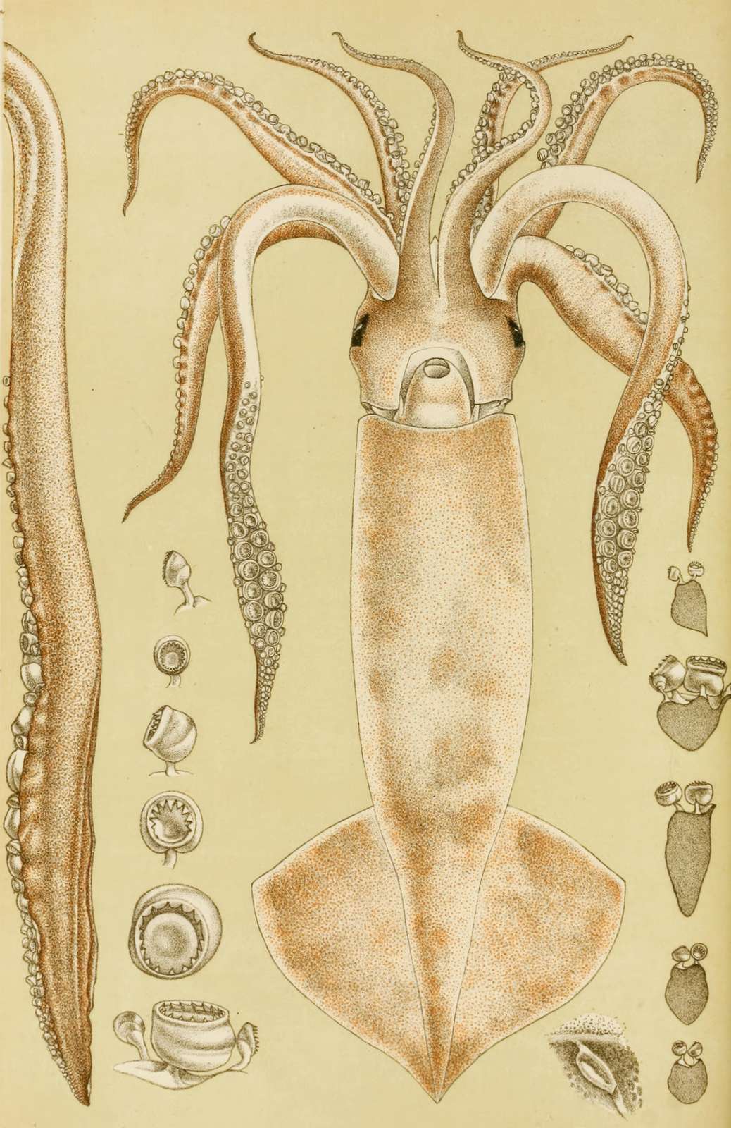 Vintage Squid Anatomy Wall Art