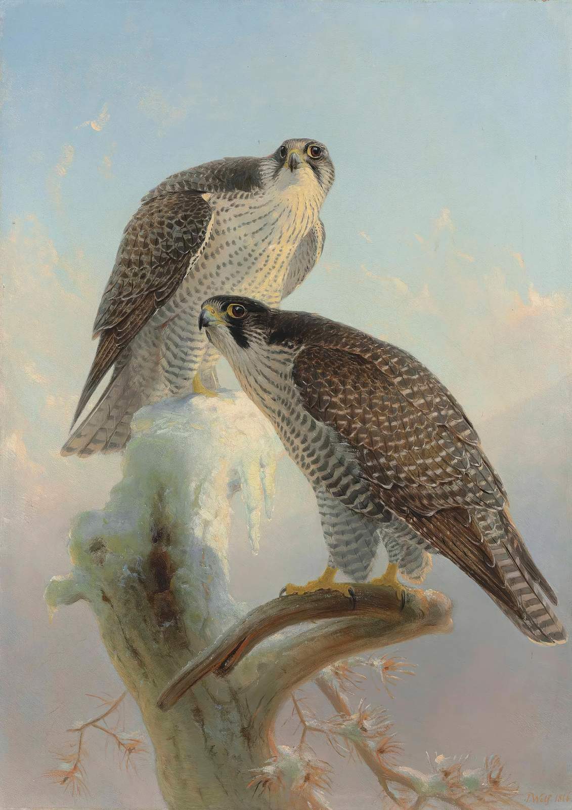 Majestic Peregrine Falcons Winter Scene Wall Art