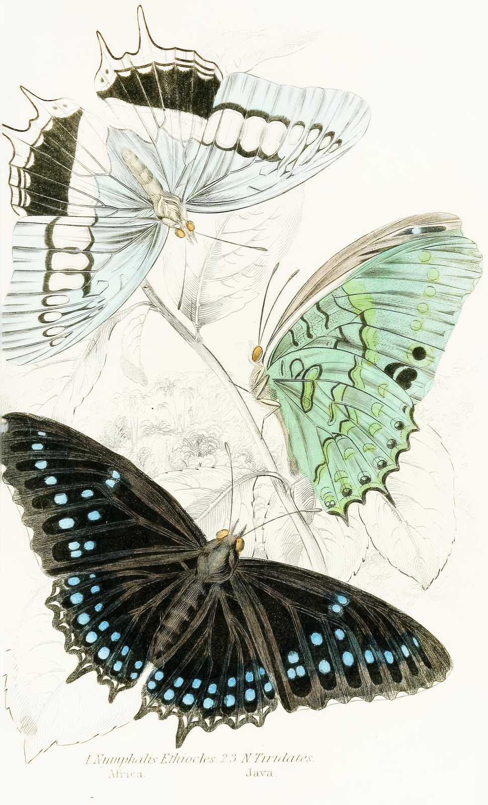 Vintage Butterfly Trio Nature Wall Art