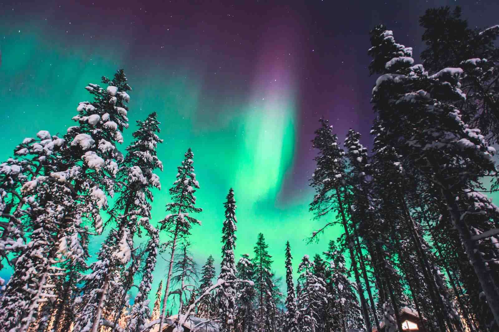 Enchanting Aurora Borealis Snow Forest Wall Art