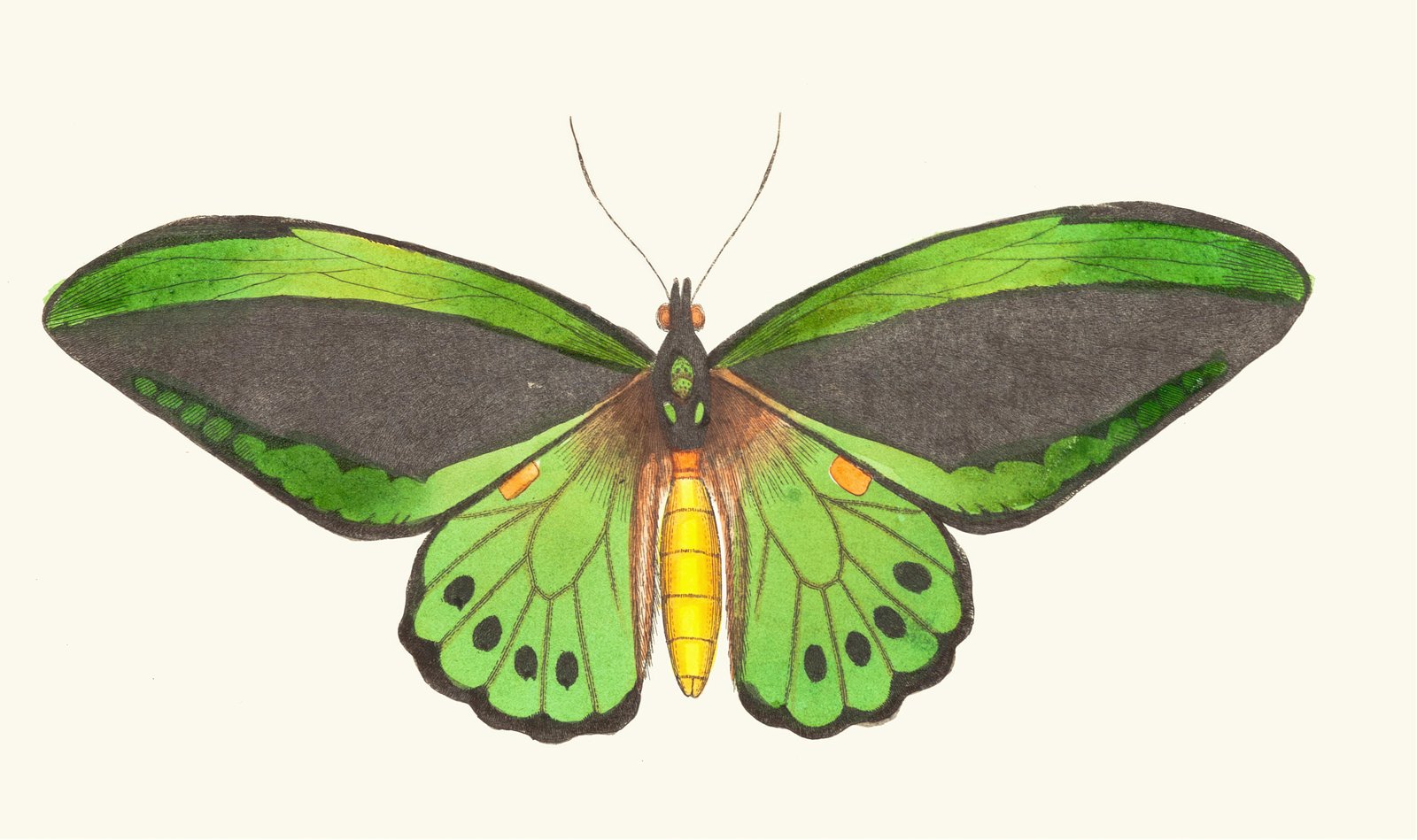 Emerald Butterfly Art Print Wall Art