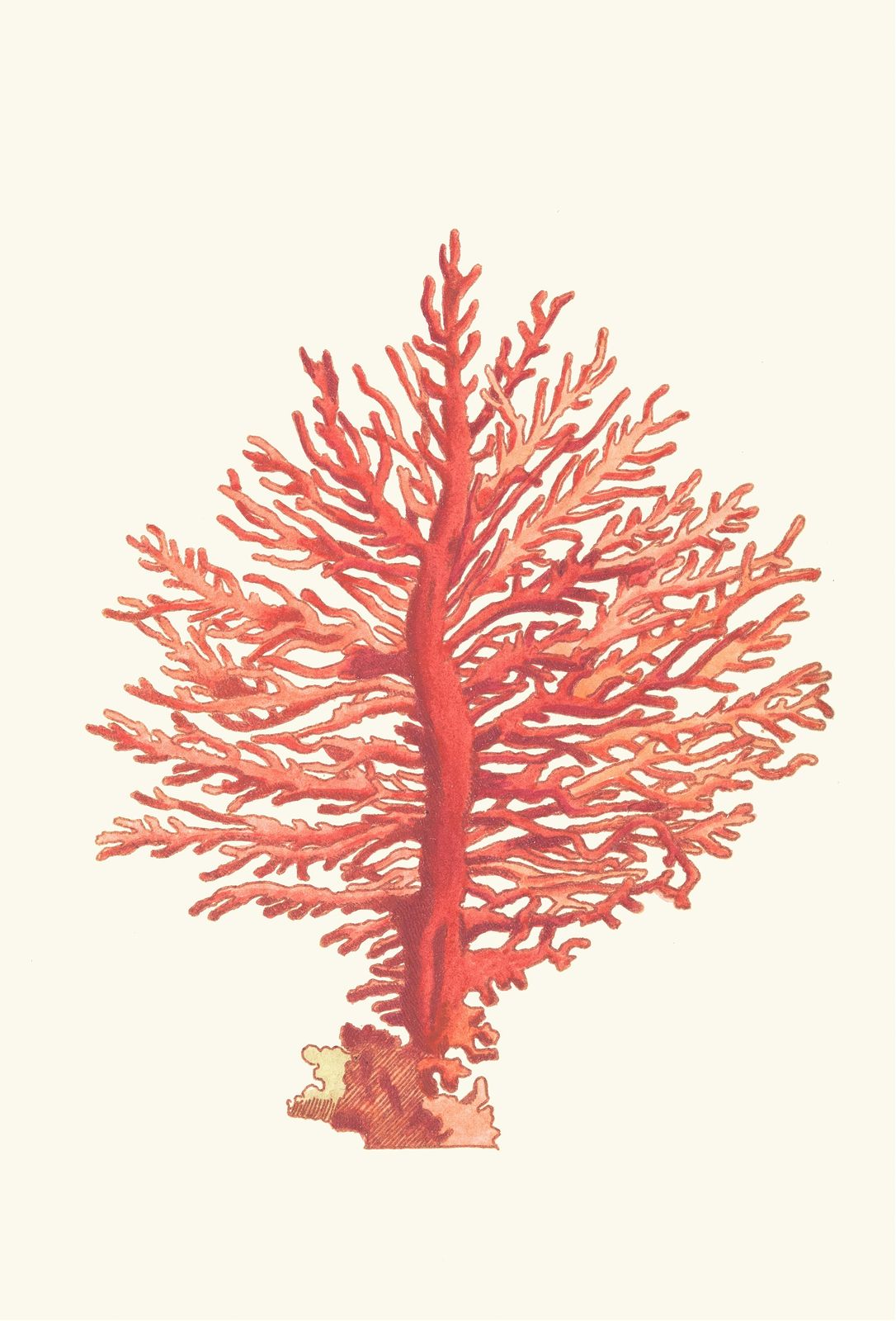 Vibrant Red Coral Branch Wall Art - Ocean Art