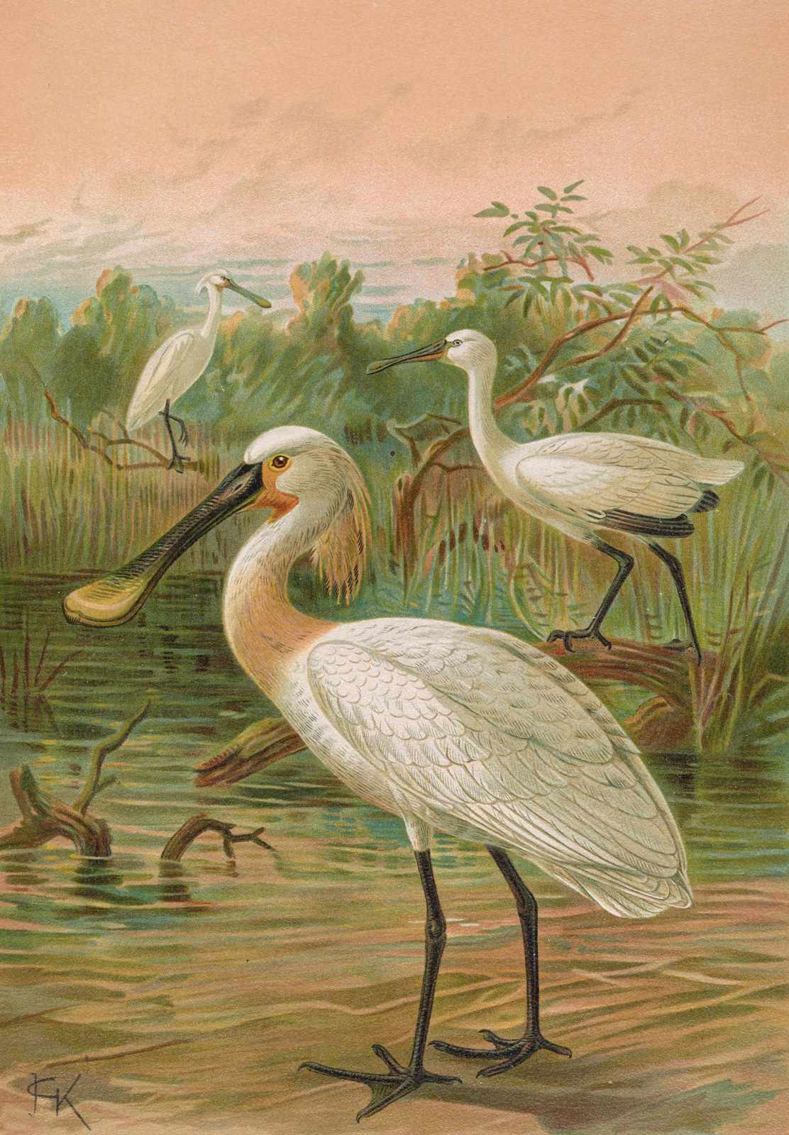 Elegant Spoonbill Birds Nature Wall Art