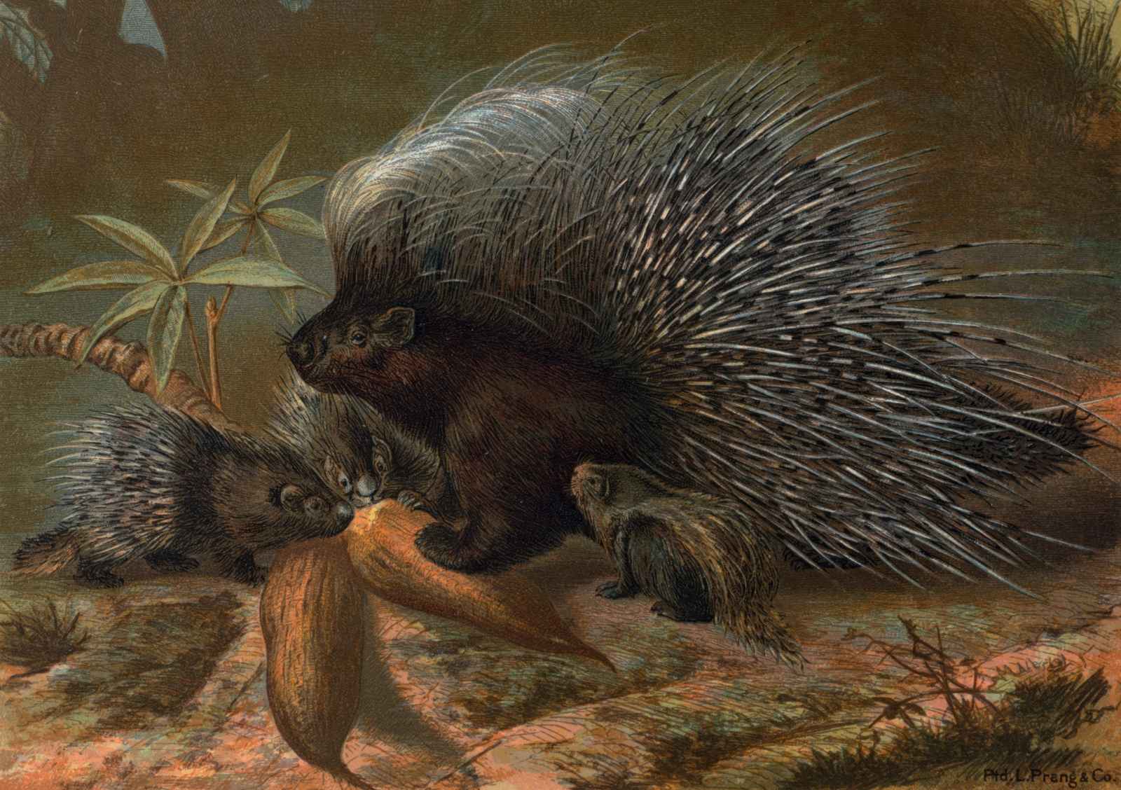 Vintage Porcupine Family Wildlife Wall Art