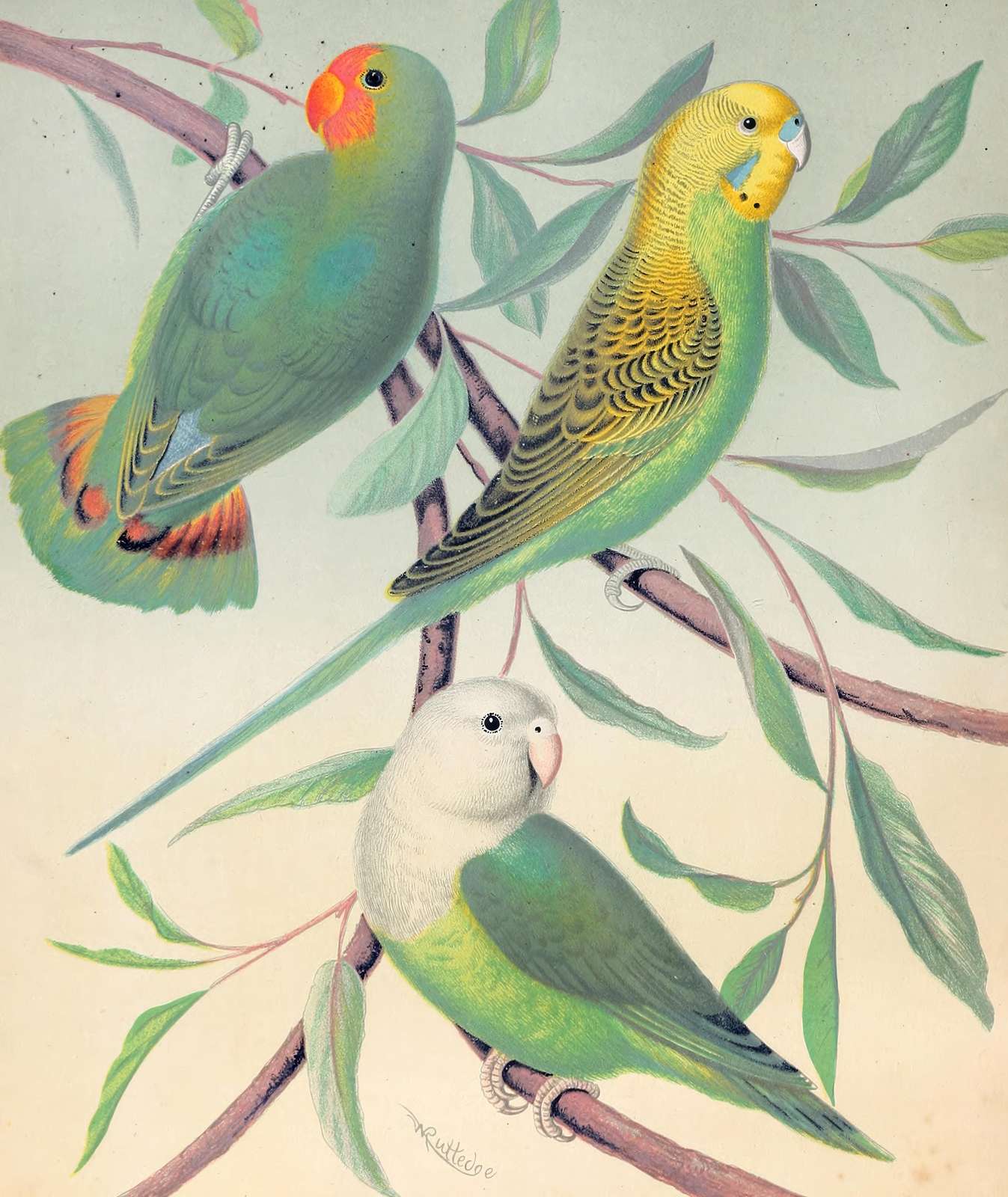 Vibrant Bird Collection Wall Art Wall Art