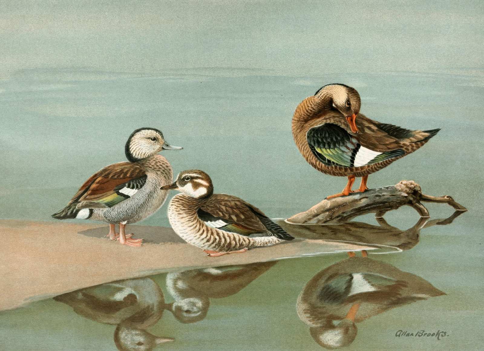 Serene Ducks Pond Nature Wall Art Wall Art