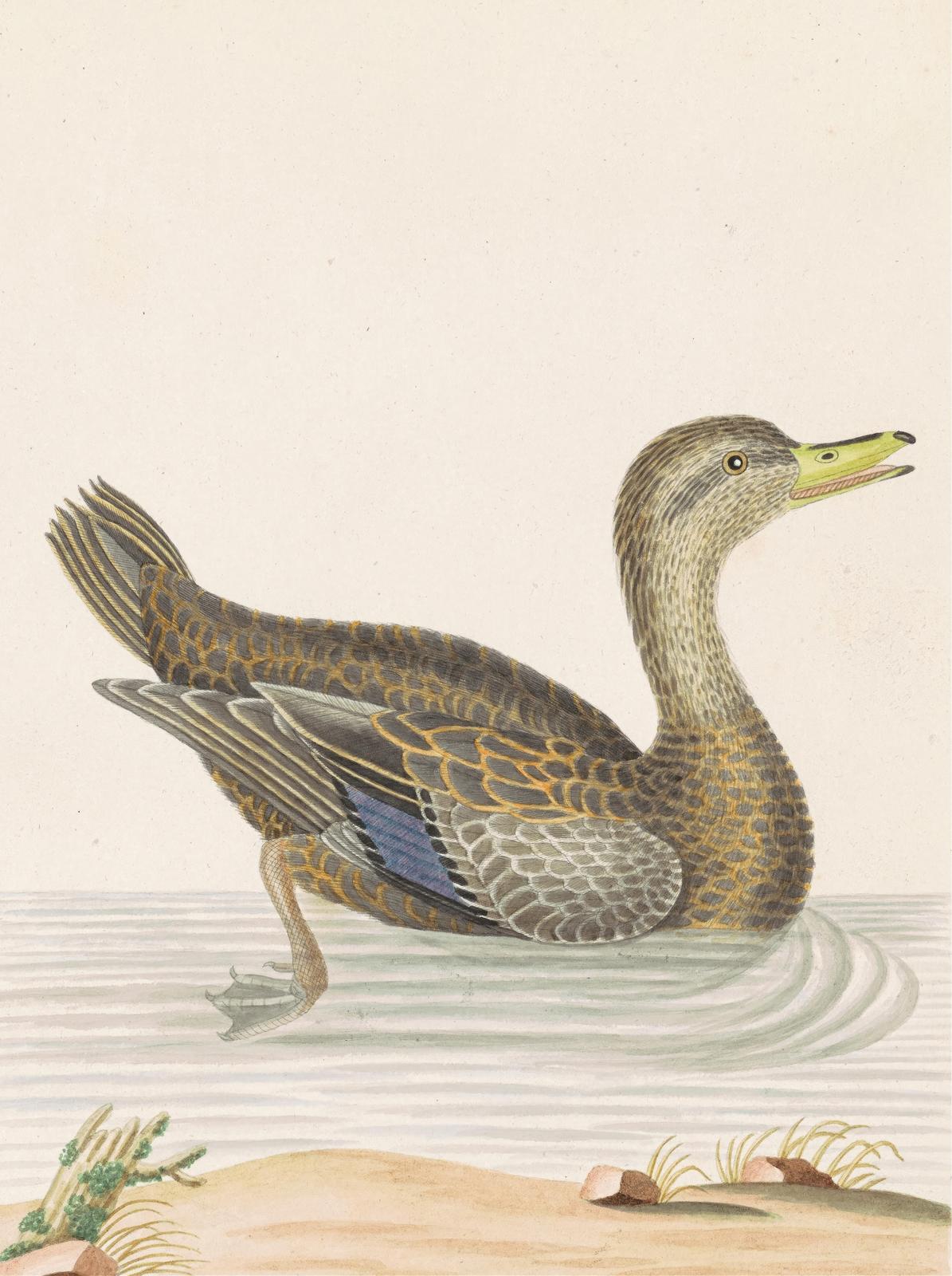 Elegant Duck in Water Wall Art - Wildlife Art