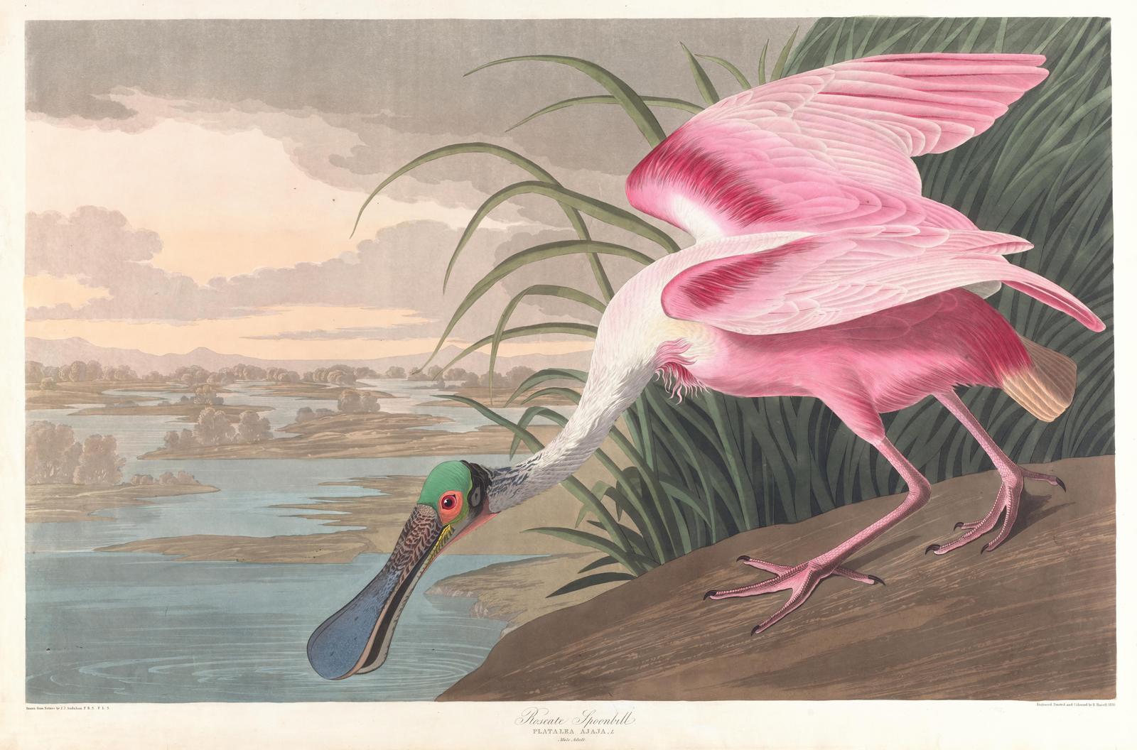Roseate Spoonbill Nature Wall Art Wall Art