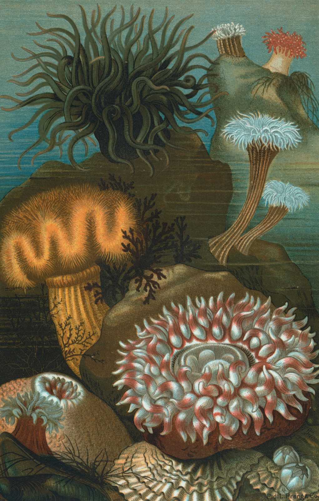 Vintage Sea Anemone Illustration Wall Art