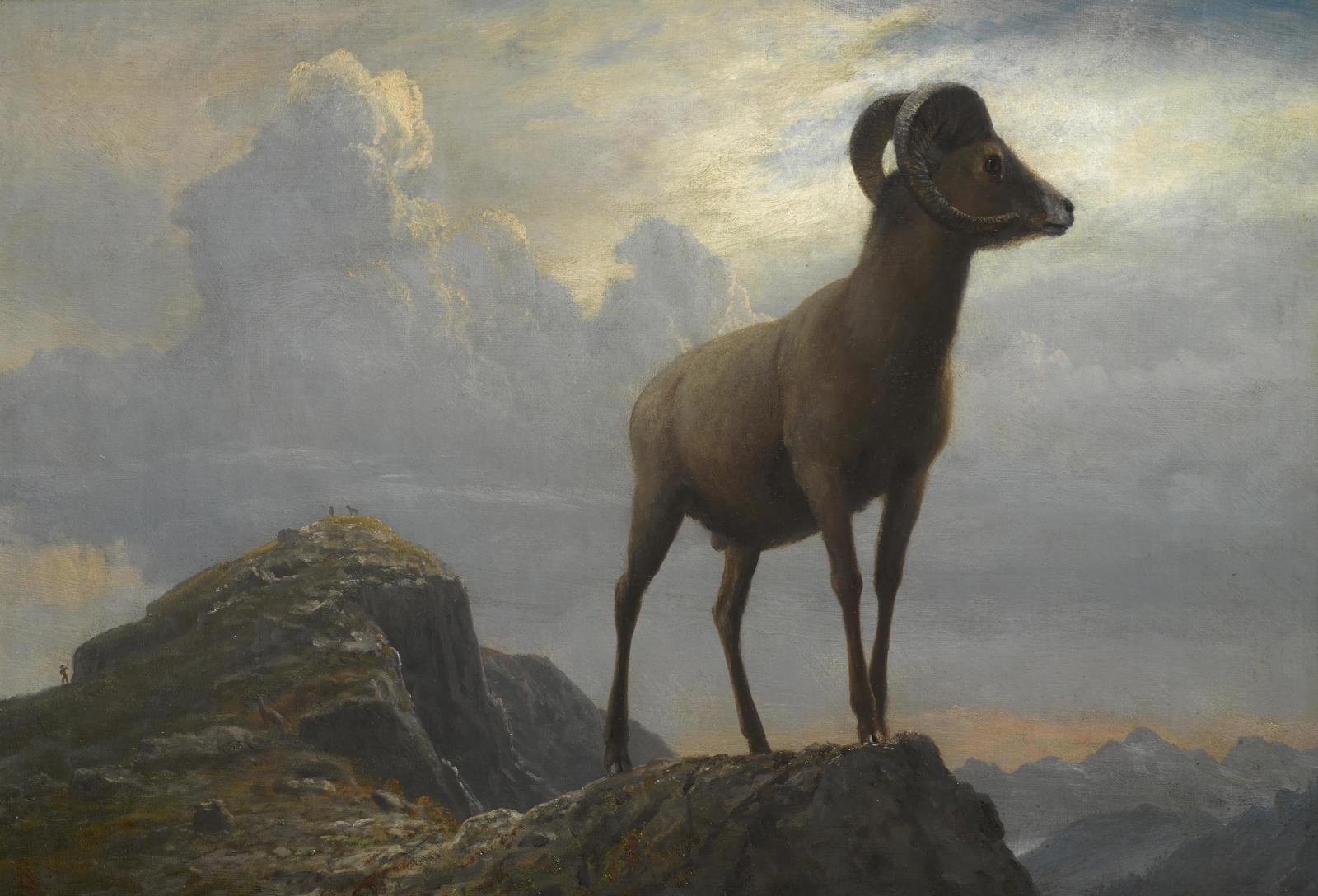 Majestic Bighorn Sheep Mountain View Wall Art