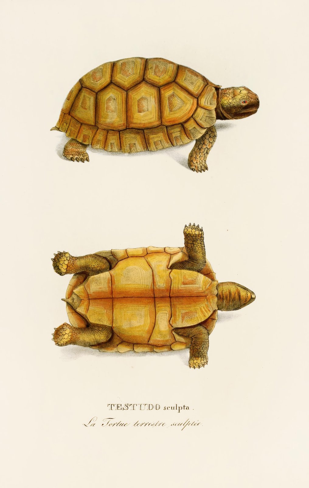 Vintage Tortoise Illustration Wall Art
