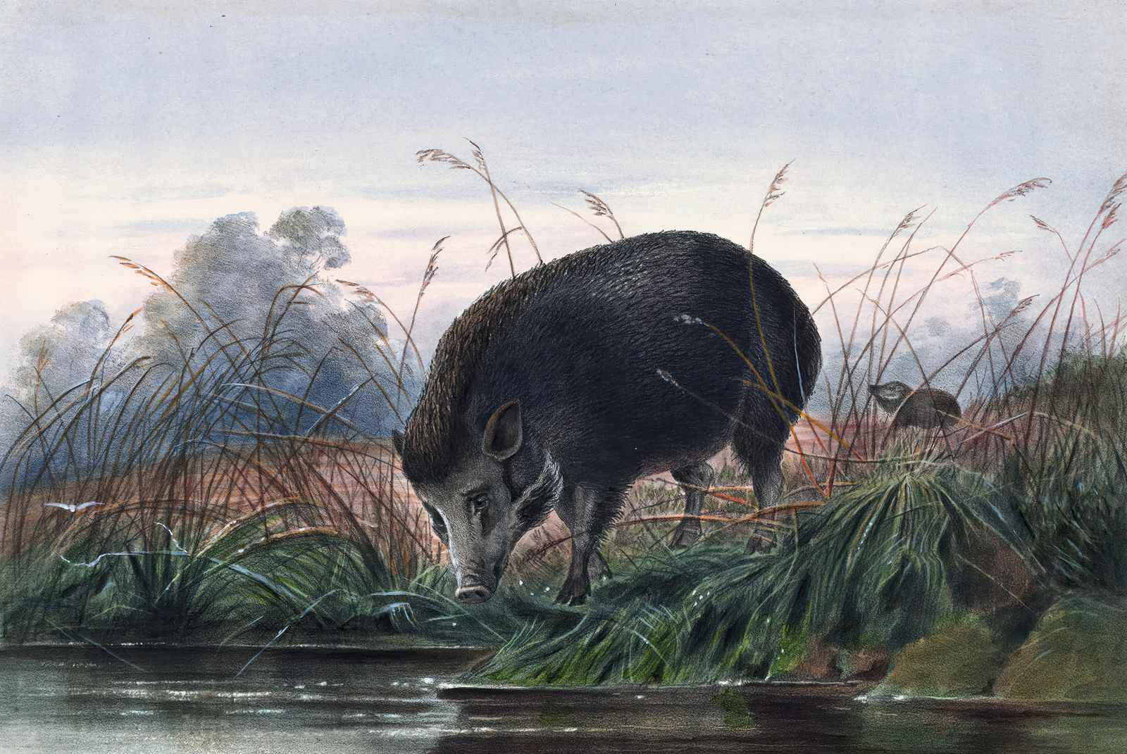 Wild Boar at Water's Edge Wall Art