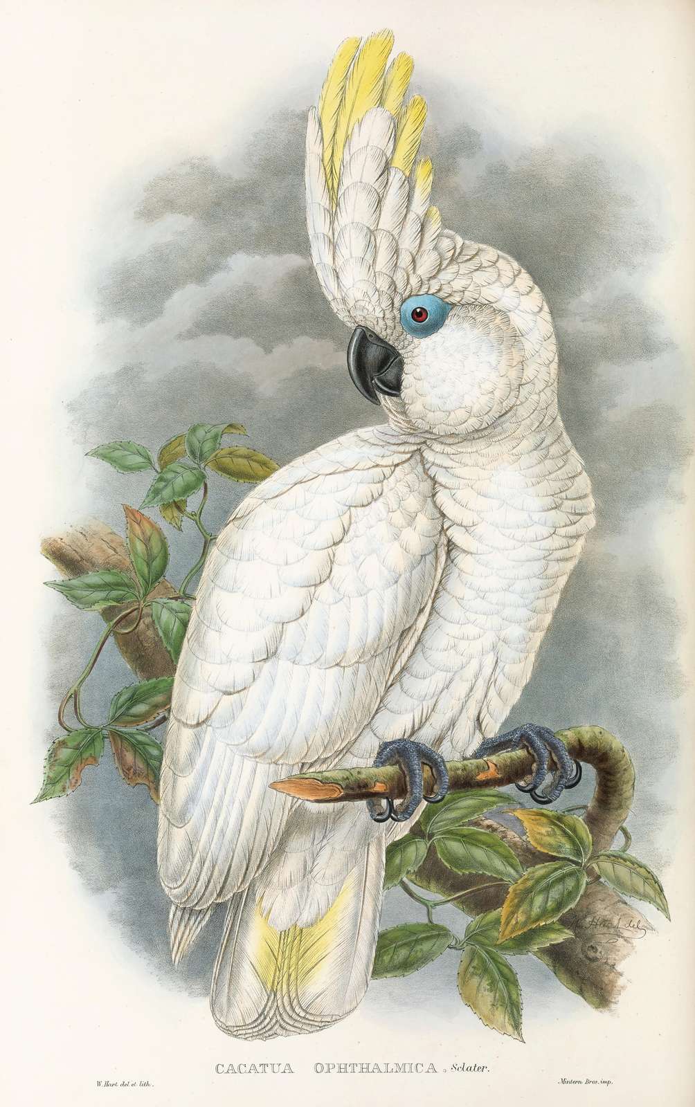 Elegant Cockatoo Bird Vintage Botanical Wall Art