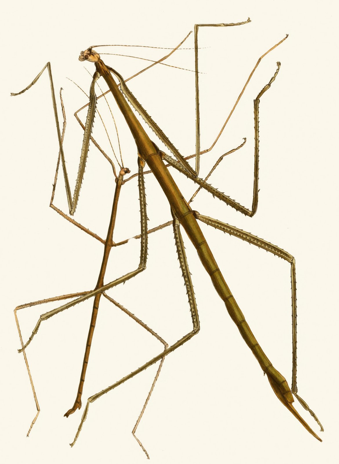 Vintage Stick Insect Nature Art Wall Art