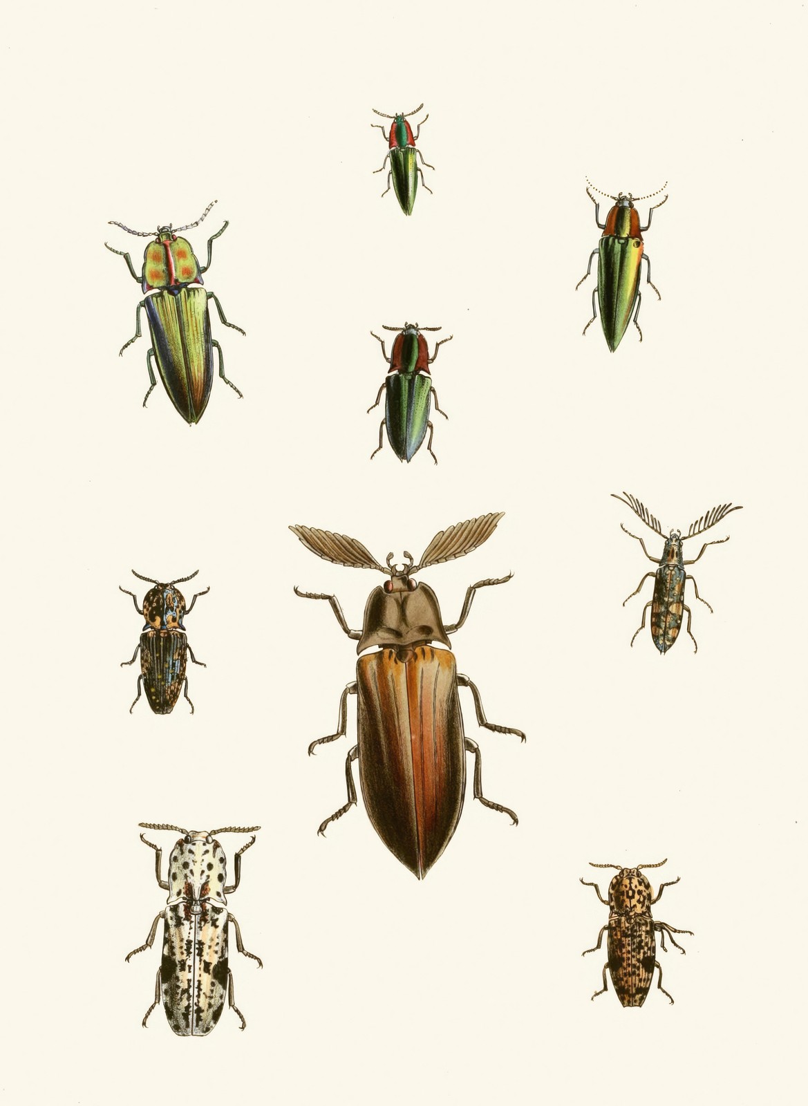 Victorian Beetle Collection Wall Art
